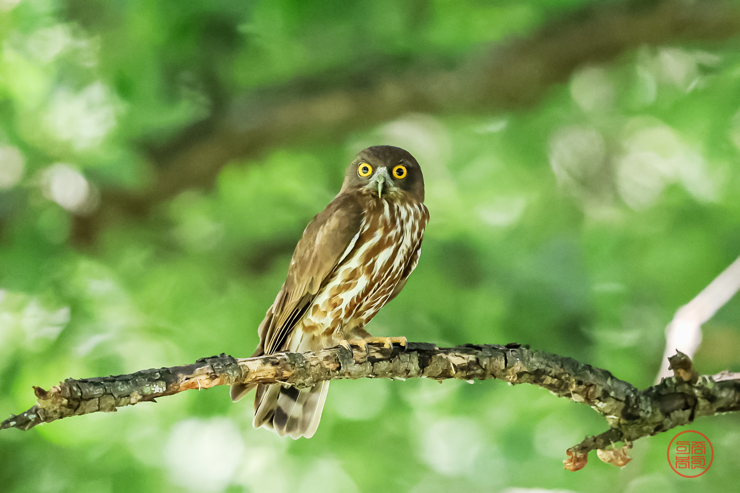 PHOTO BY  | Canon EOS R3 | 2024:07:21 12:04:17 | ISO-4000 | 1/3200 sec | f 4 | 600 mm | EV=-1 | ● WIDTH:2356 pixels  HEIGHT:1570 pixels