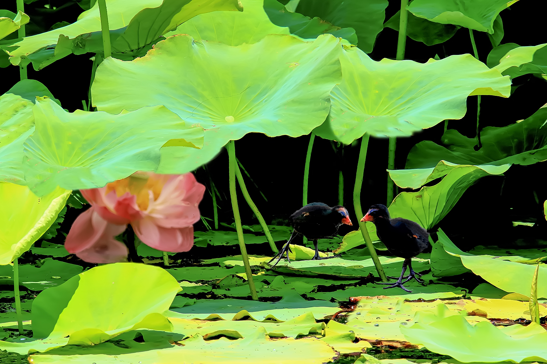 PHOTO BY ChoiJunqSeop | Canon EOS-1D X Mark II | 2024:08:05 09:42:36 | ISO-800 | 1/1600 sec | f 6.3 | 220 mm | EV=0 | ● WIDTH:1800 pixels  HEIGHT:1200 pixels