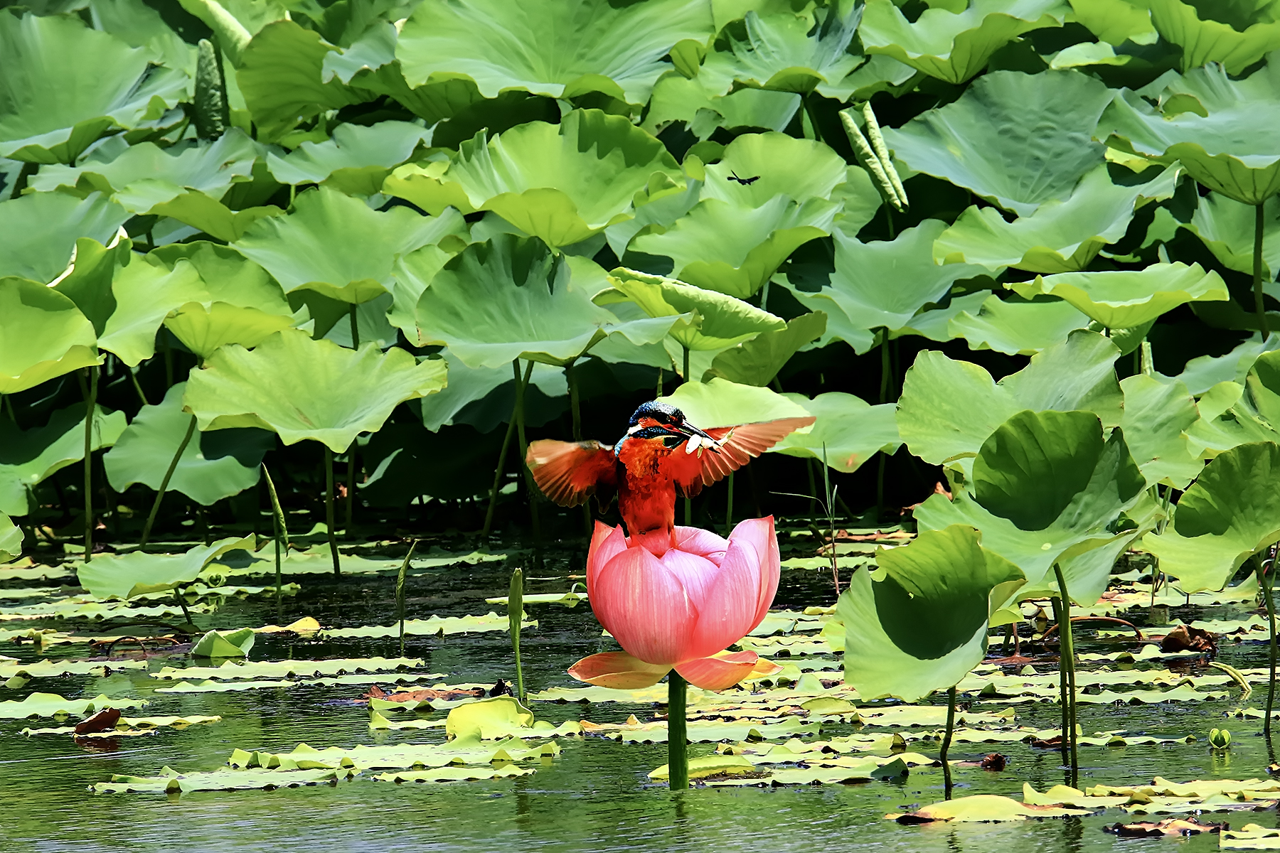 PHOTO BY ChoiJunqSeop | Canon EOS-1D X Mark II | 2024:08:05 09:42:37 | ISO-800 | 1/1600 sec | f 6.3 | 220 mm | EV=0 | ● WIDTH:1800 pixels  HEIGHT:1200 pixels