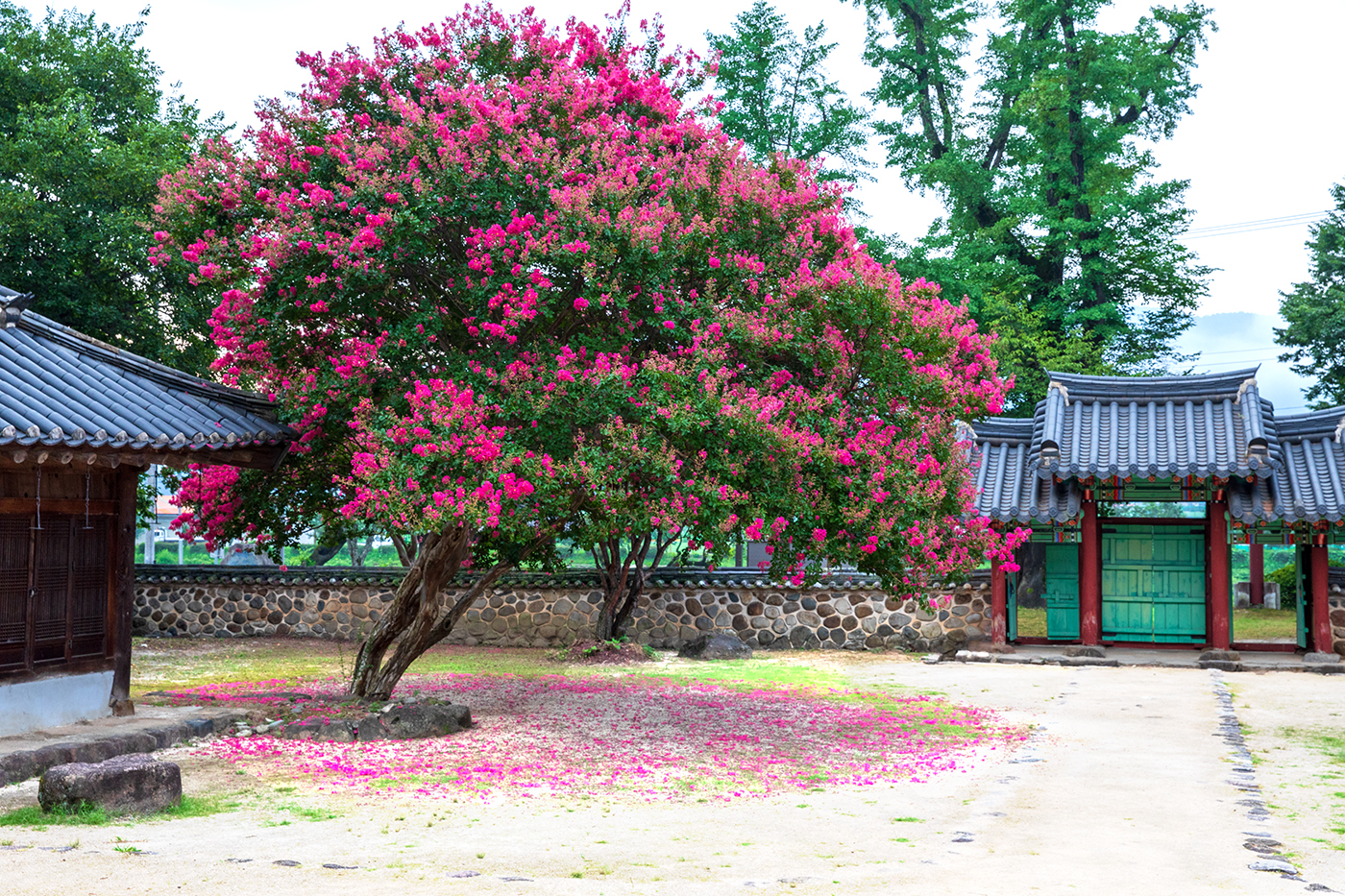 PHOTO BY  | Canon EOS 5D Mark IV | 2024:08:04 07:00:22 | ISO-640 | 1/80 sec | f 8 | 25 mm | EV=0 | ● WIDTH:1400 pixels  HEIGHT:933 pixels