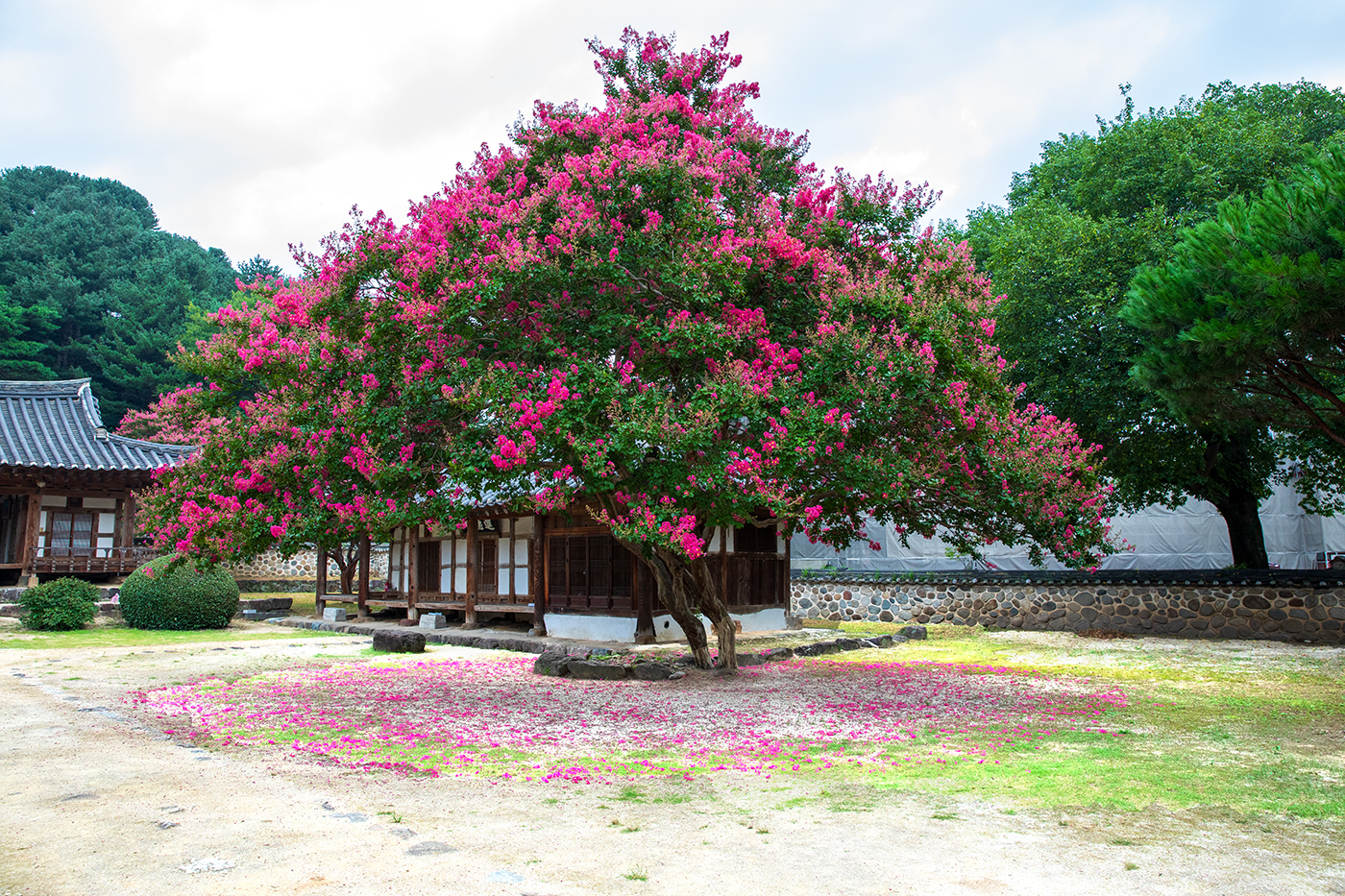 PHOTO BY  | Canon EOS 5D Mark IV | 2024:08:04 06:59:27 | ISO-640 | 1/80 sec | f 8 | 24 mm | EV=0 | ● WIDTH:1400 pixels  HEIGHT:933 pixels