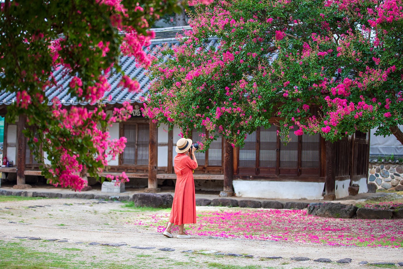 PHOTO BY  | Canon EOS 5D Mark IV | 2024:08:04 07:11:10 | ISO-320 | 1/250 sec | f 2.8 | 70 mm | EV=0 | ● WIDTH:1400 pixels  HEIGHT:933 pixels