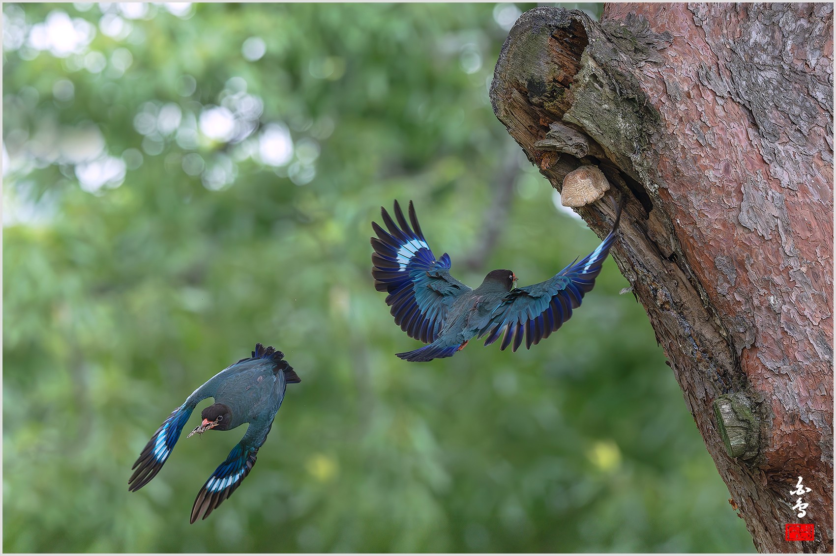 PHOTO BY  | NIKON Z 9 | 2024:07:16 12:56:52 | ISO-2500 | 1/2500 sec | f 6.3 | 400 mm | EV=-0.3 | ● WIDTH:0 pixels  HEIGHT:0 pixels