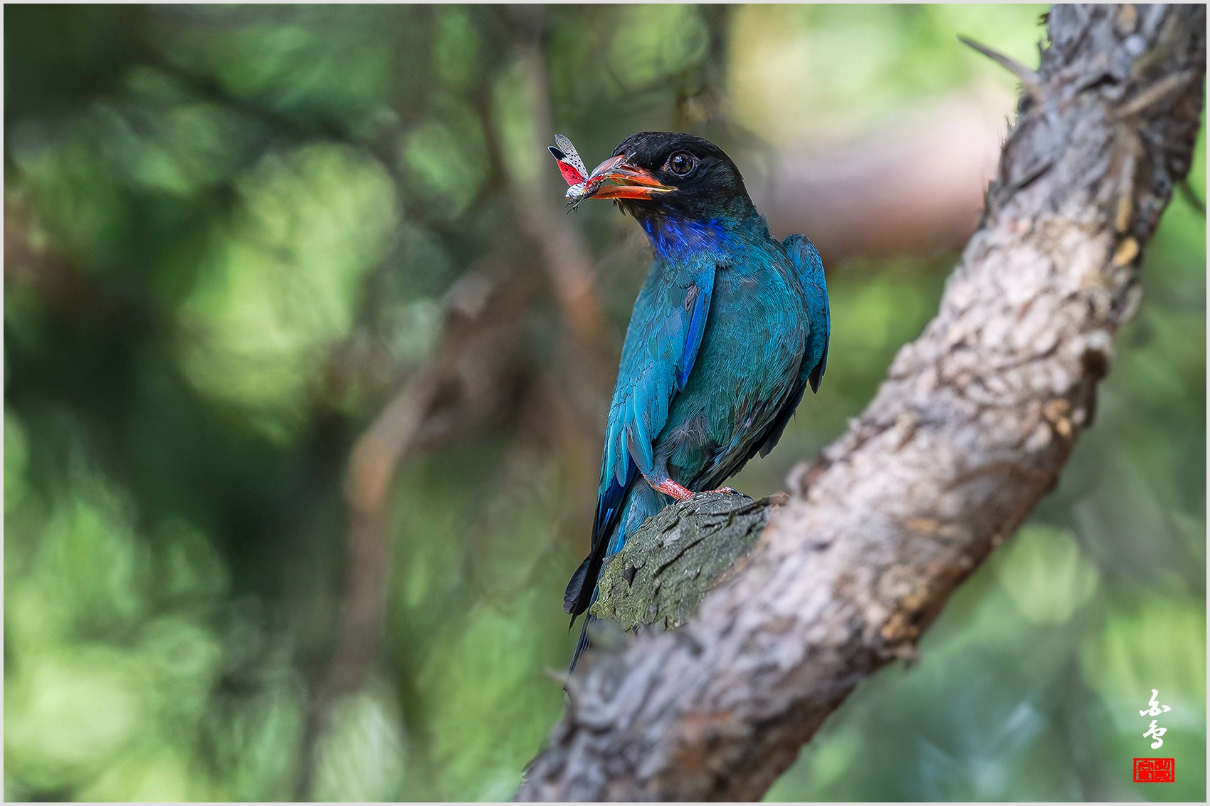 PHOTO BY  | NIKON Z 9 | 2024:07:30 15:20:01 | ISO-3200 | 1/3200 sec | f 4 | 600 mm | EV=0.3 | ● WIDTH:0 pixels  HEIGHT:0 pixels