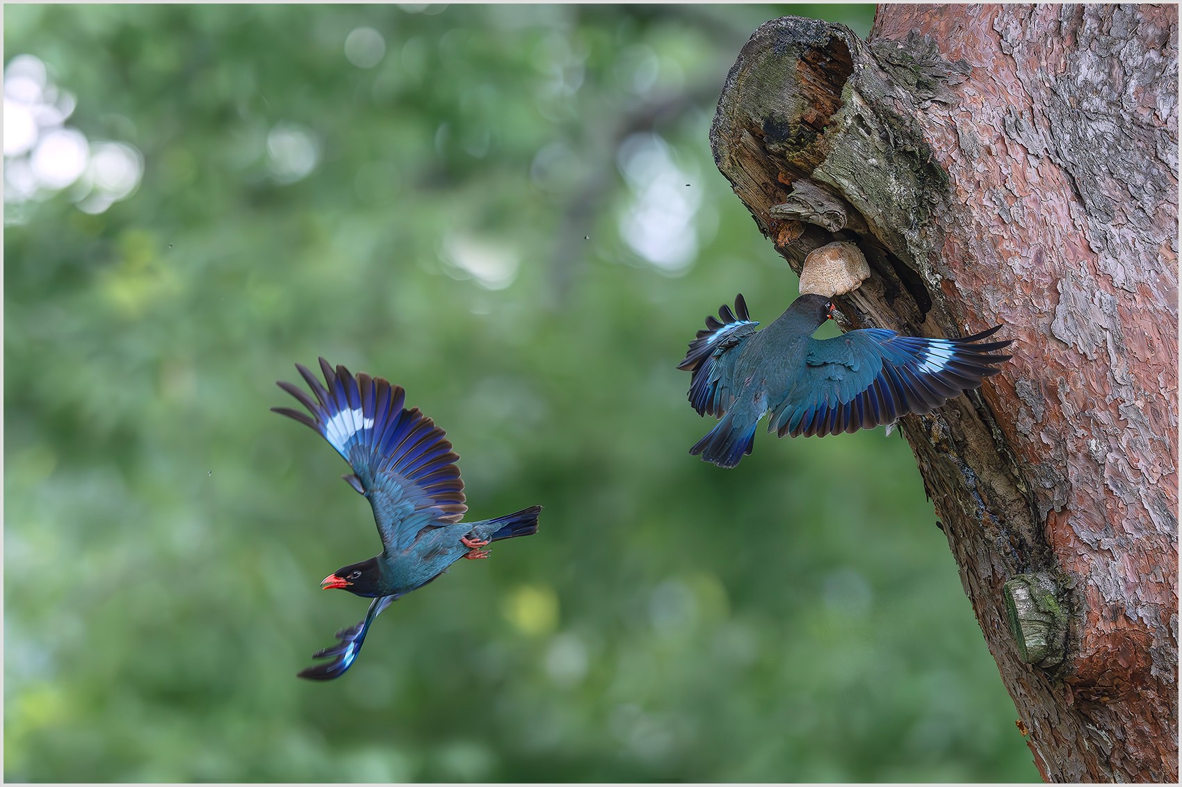 PHOTO BY  | NIKON Z 9 | 2024:07:16 11:32:52 | ISO-3200 | 1/3200 sec | f 5 | 400 mm | EV=-0.7 | ● WIDTH:0 pixels  HEIGHT:0 pixels