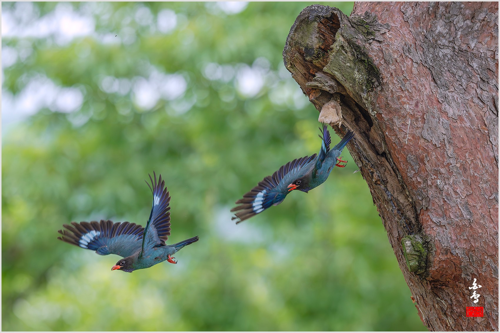 PHOTO BY  | NIKON Z 9 | 2024:07:17 11:19:38 | ISO-2000 | 1/2000 sec | f 6.3 | 600 mm | EV=0.3 | ● WIDTH:0 pixels  HEIGHT:0 pixels