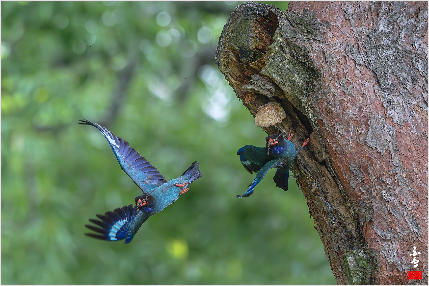 PHOTO BY  | NIKON Z 9 | 2024:07:16 11:54:37 | ISO-2500 | 1/2500 sec | f 6.3 | 400 mm | EV=-0.7 | ● WIDTH:0 pixels  HEIGHT:0 pixels