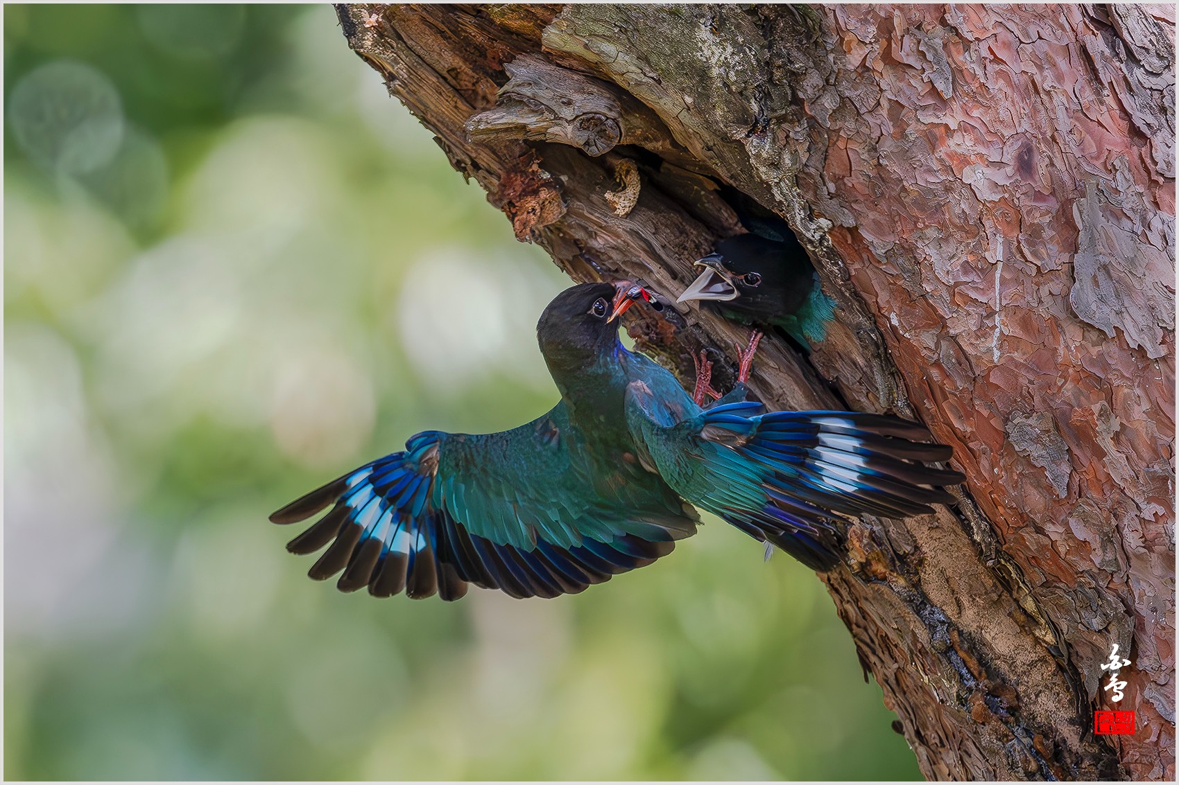 PHOTO BY  | NIKON Z 9 | 2024:07:30 14:00:00 | ISO-3200 | 1/5000 sec | f 4 | 600 mm | EV=1 | ● WIDTH:0 pixels  HEIGHT:0 pixels