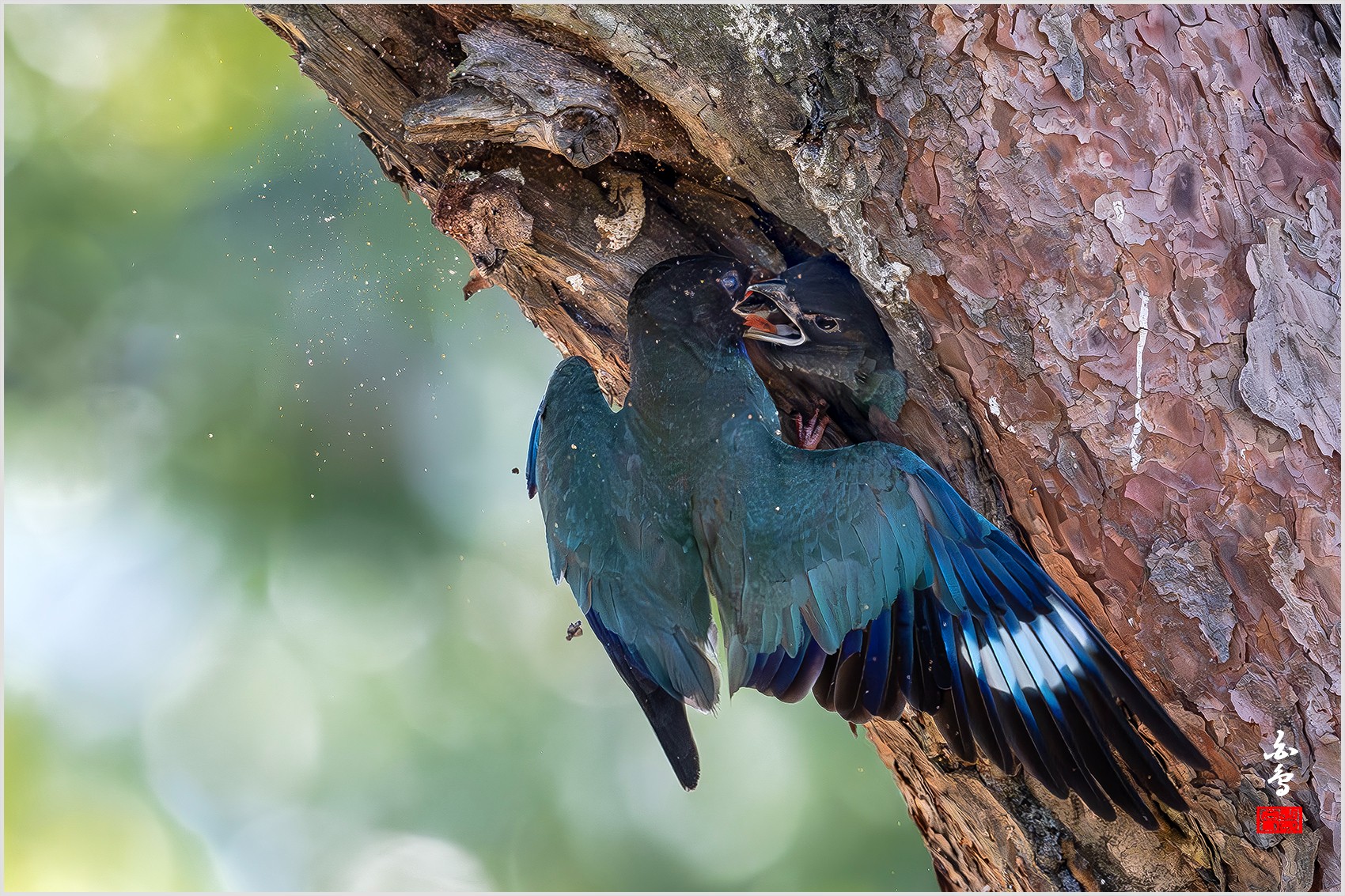 PHOTO BY  | NIKON Z 9 | 2024:07:30 10:22:03 | ISO-3200 | 1/3200 sec | f 4 | 600 mm | EV=1 | ● WIDTH:0 pixels  HEIGHT:0 pixels