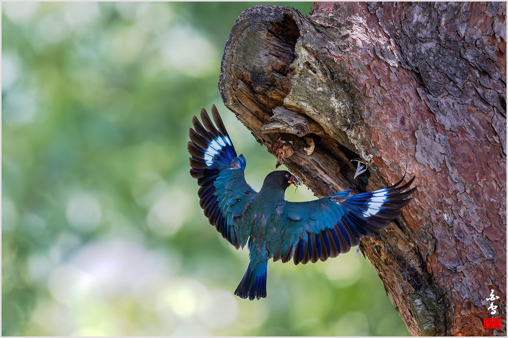 PHOTO BY  | NIKON Z 9 | 2024:07:30 13:06:52 | ISO-3200 | 1/2500 sec | f 4 | 600 mm | EV=0.7 | ● WIDTH:0 pixels  HEIGHT:0 pixels