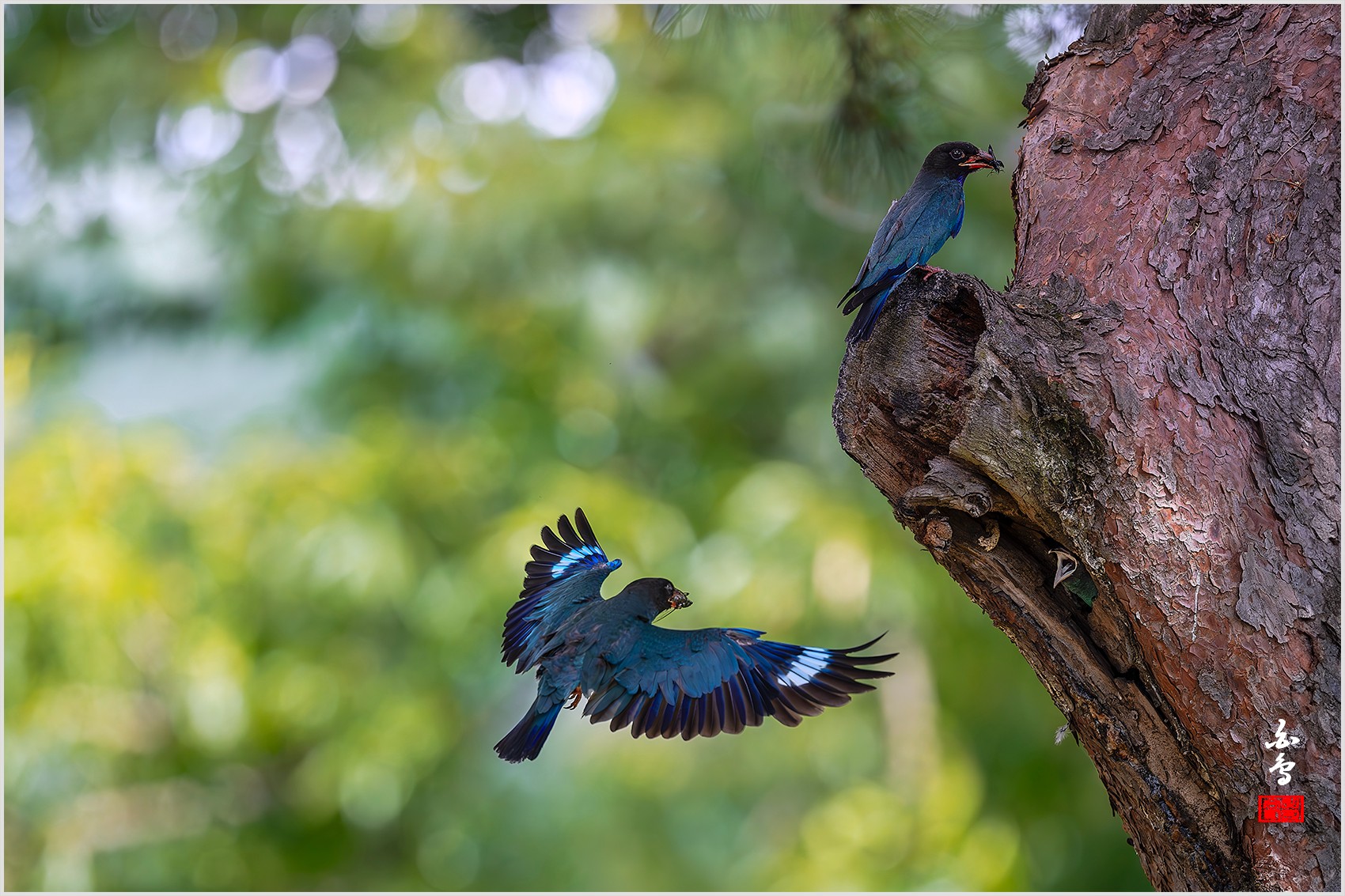 PHOTO BY  | NIKON Z 9 | 2024:07:29 14:06:33 | ISO-1600 | 1/2000 sec | f 4.5 | 600 mm | EV=0.3 | ● WIDTH:0 pixels  HEIGHT:0 pixels