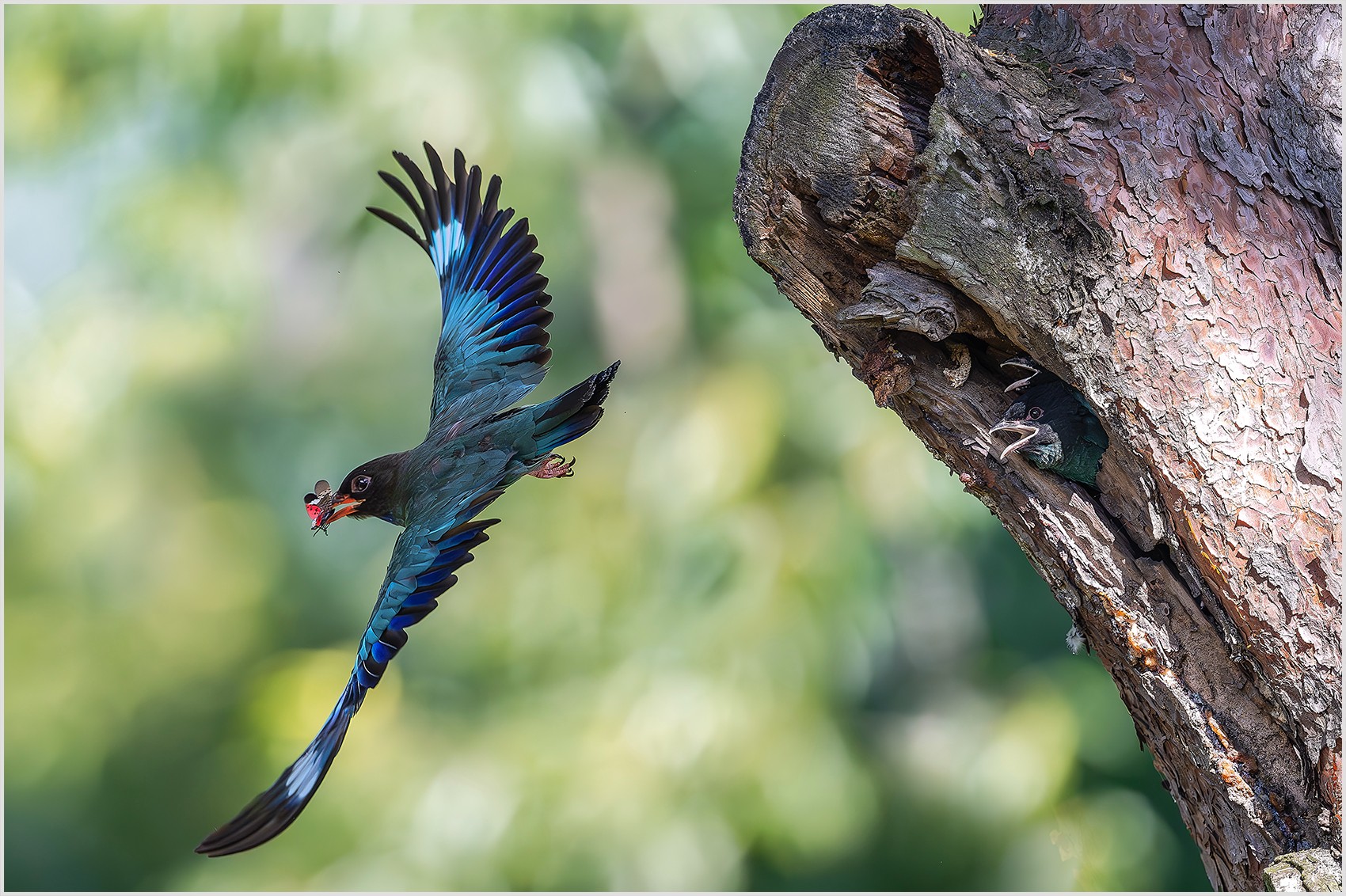 PHOTO BY  | NIKON Z 9 | 2024:07:30 15:55:01 | ISO-2500 | 1/5000 sec | f 4 | 600 mm | EV=1 | ● WIDTH:0 pixels  HEIGHT:0 pixels