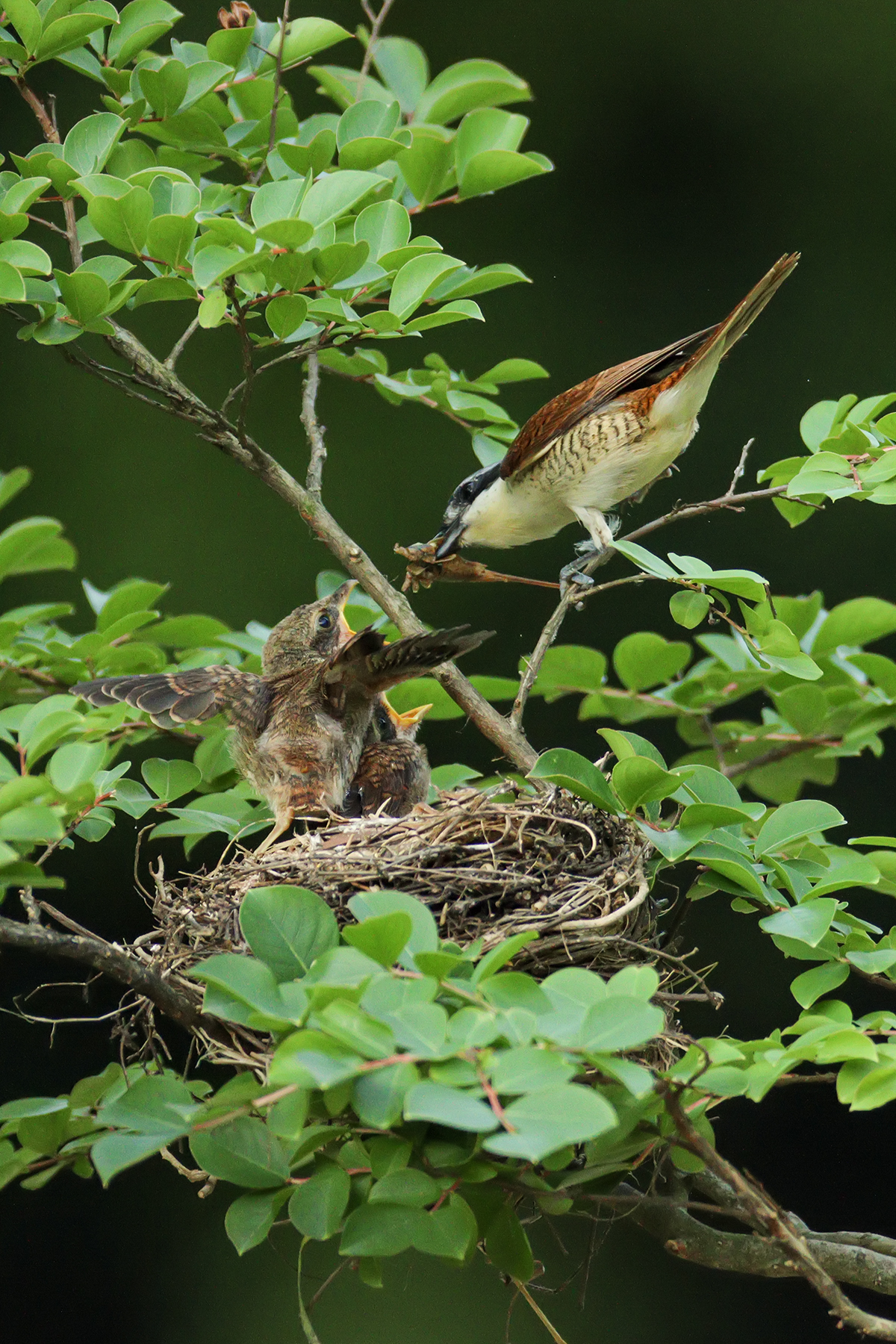 PHOTO BY ChoiJunqSeop | Canon EOS-1D X Mark II | 2024:08:05 09:42:46 | ISO-800 | 1/1600 sec | f 6.3 | 220 mm | EV=0 | ● WIDTH:1200 pixels  HEIGHT:1800 pixels