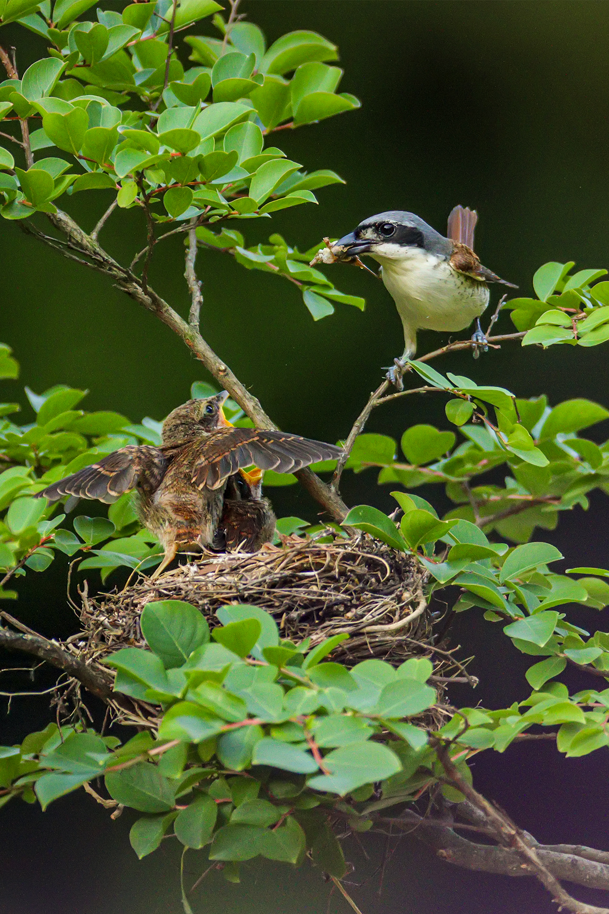 PHOTO BY ChoiJunqSeop | Canon EOS-1D X Mark II | 2024:08:05 09:42:46 | ISO-800 | 1/1600 sec | f 6.3 | 220 mm | EV=0 | ● WIDTH:1200 pixels  HEIGHT:1800 pixels
