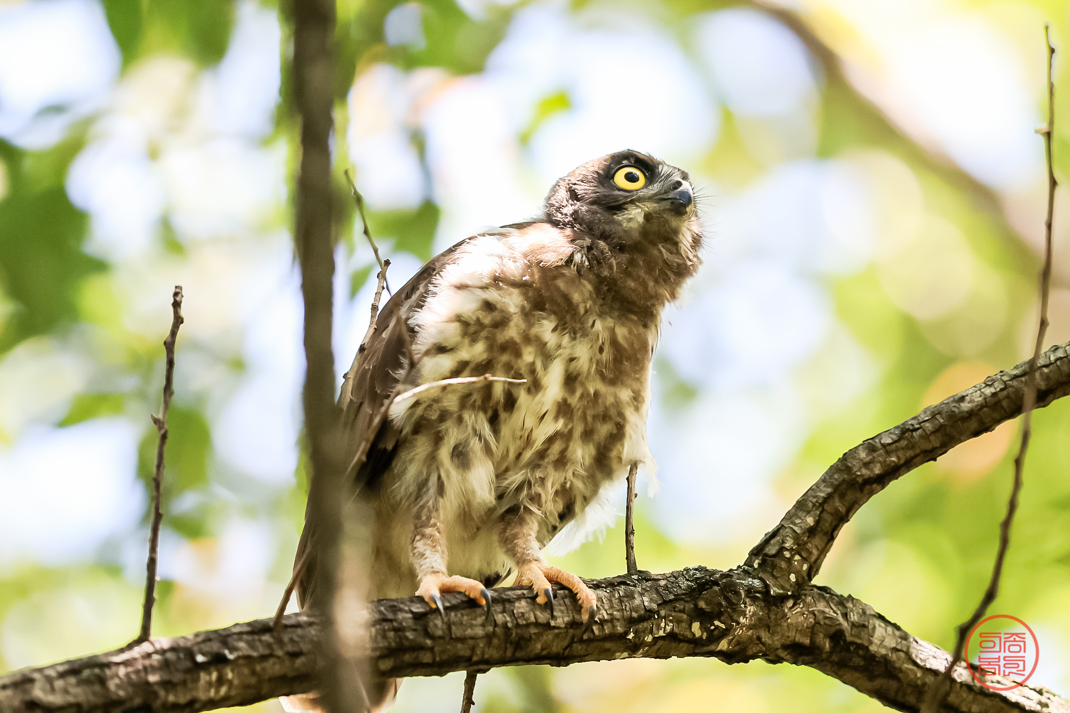 PHOTO BY  | Canon EOS R3 | 2024:07:21 12:09:26 | ISO-3200 | 1/3200 sec | f 4 | 600 mm | EV=-1 | ● WIDTH:2131 pixels  HEIGHT:1419 pixels