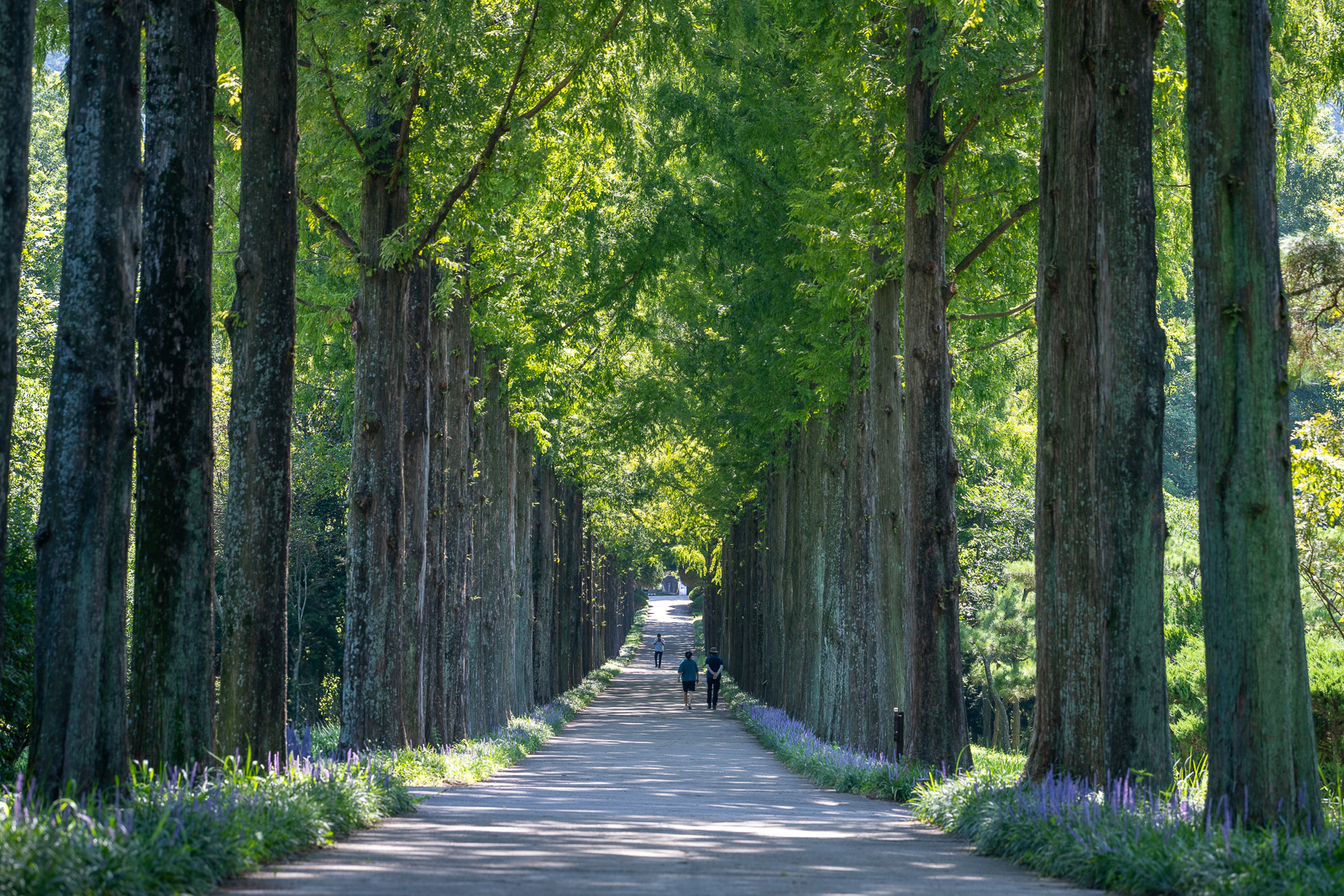 PHOTO BY  | NIKON Z 7_2 | 2024:08:04 10:34:15 | ISO-100 | 1/60 sec | f 6.3 | 120 mm | EV=0 | ● WIDTH:  HEIGHT: