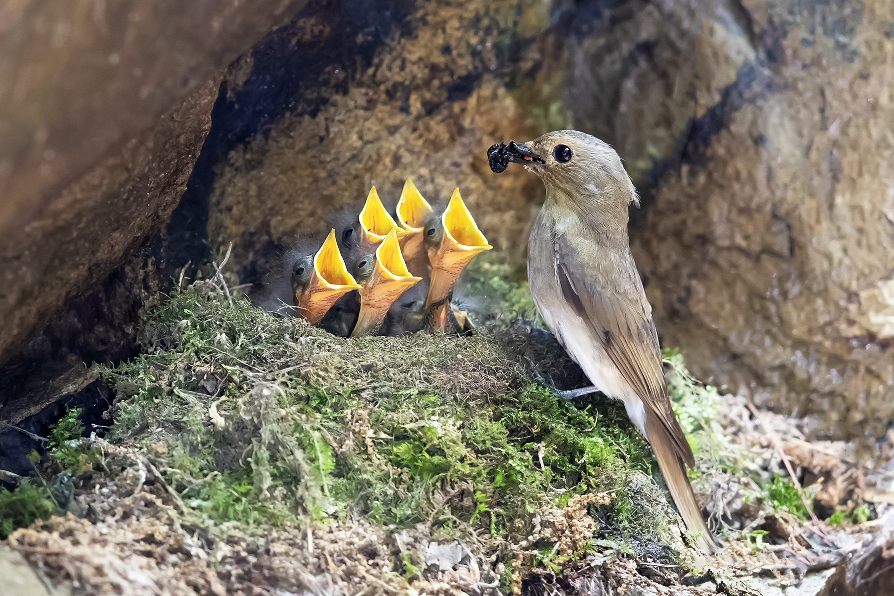 PHOTO BY ChoiJunqSeop | Canon EOS-1D X Mark II | 2024:08:05 09:42:37 | ISO-800 | 1/1600 sec | f 6.3 | 220 mm | EV=0 | ● WIDTH:1800 pixels  HEIGHT:1200 pixels