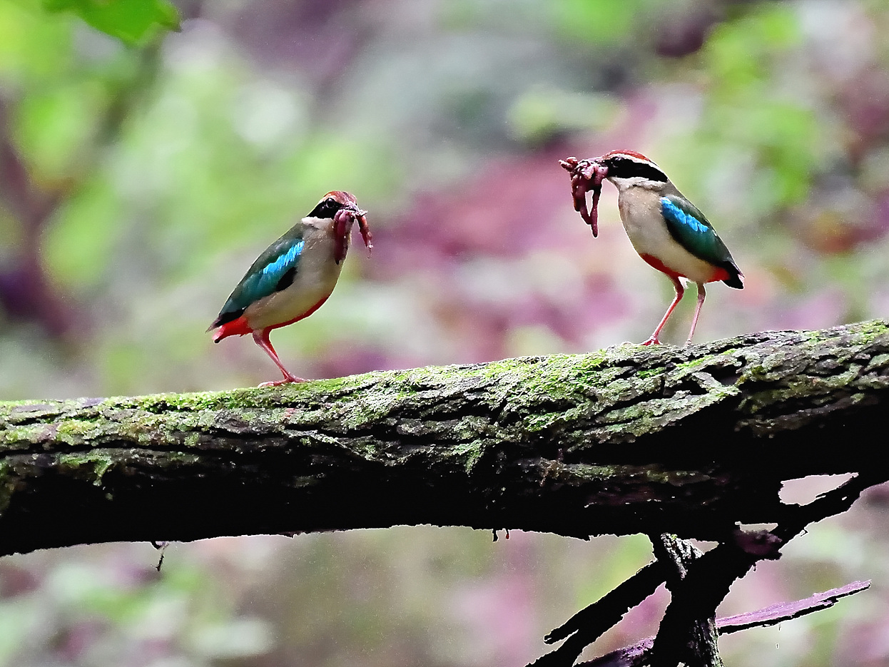 PHOTO BY Hamwuel Baek | NIKON D5 | 2023:07:01 10:05:30 | ISO-6400 | 5/1000 sec | f 5.6 | 500 mm | EV=0 | ● WIDTH:1400 pixels  HEIGHT:935 pixels