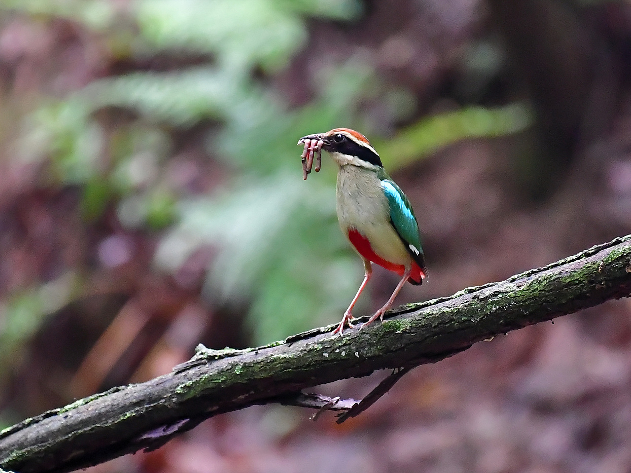 PHOTO BY Hamwuel Baek | NIKON D5 | 2023:07:01 10:35:55 | ISO-6400 | 5/1000 sec | f 5.6 | 500 mm | EV=0.3 | ● WIDTH:1400 pixels  HEIGHT:934 pixels