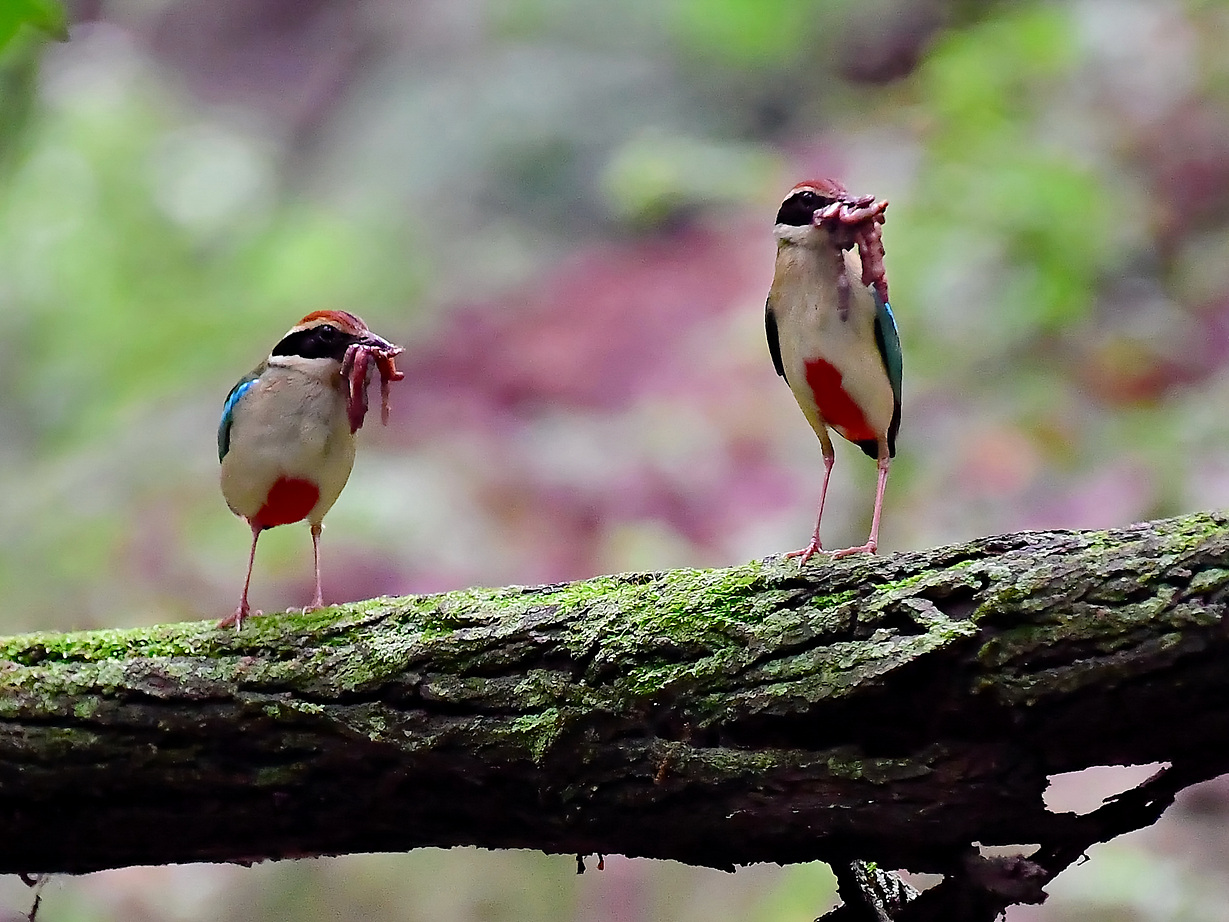 PHOTO BY Hamwuel Baek | NIKON D5 | 2023:07:01 10:05:43 | ISO-6400 | 5/1000 sec | f 5.6 | 500 mm | EV=0 | ● WIDTH:1400 pixels  HEIGHT:922 pixels