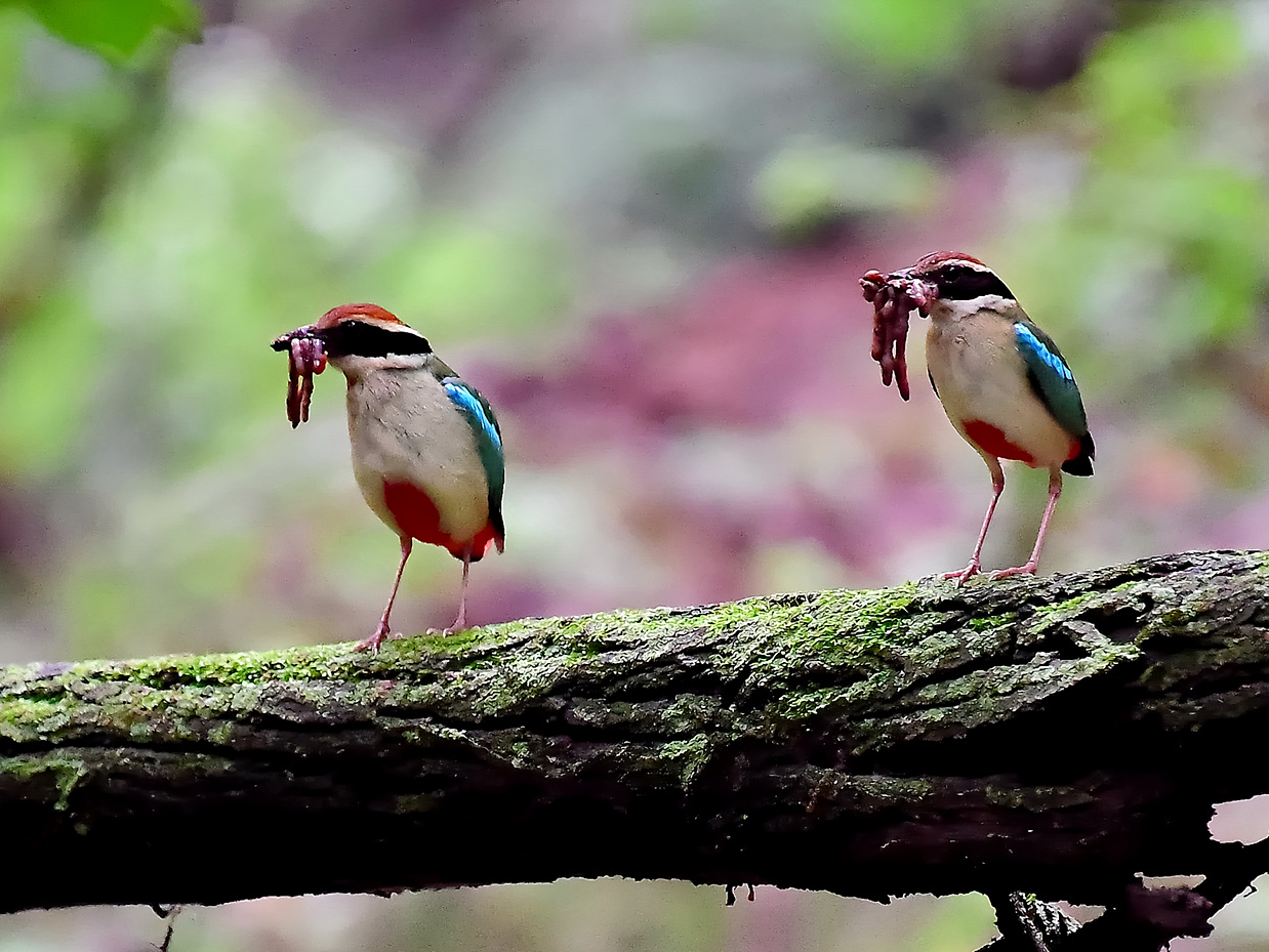 PHOTO BY Hamwuel Baek | NIKON D5 | 2023:07:01 10:05:54 | ISO-6400 | 5/1000 sec | f 5.6 | 500 mm | EV=0 | ● WIDTH:1400 pixels  HEIGHT:929 pixels