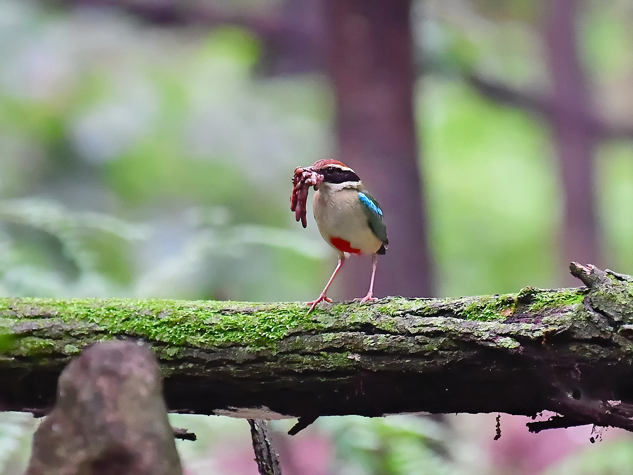 PHOTO BY Hamwuel Baek | NIKON D5 | 2023:07:01 10:19:48 | ISO-6400 | 25/10000 sec | f 5.6 | 500 mm | EV=0 | ● WIDTH:1400 pixels  HEIGHT:931 pixels