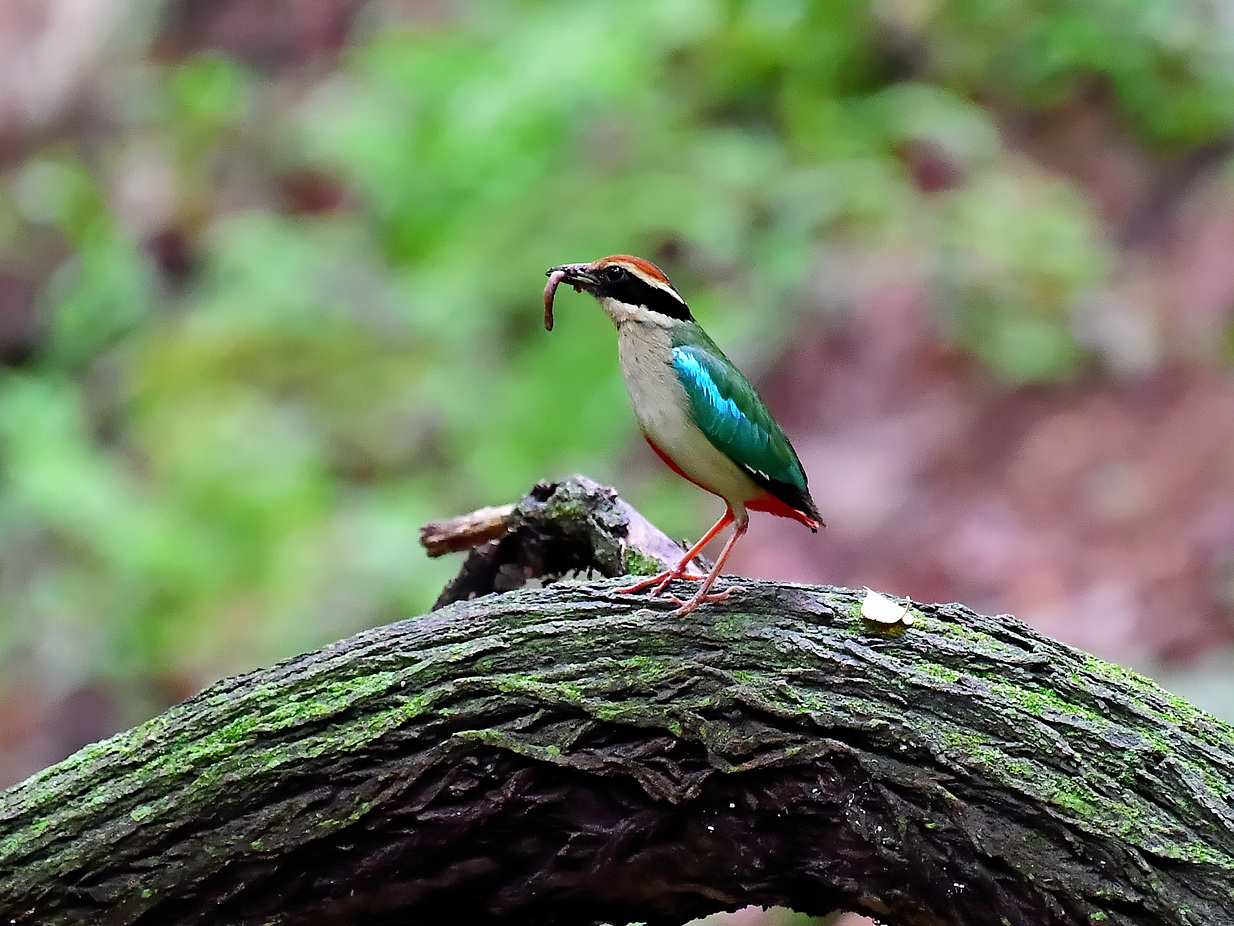 PHOTO BY Hamwuel Baek | NIKON D5 | 2023:07:01 10:27:25 | ISO-6400 | 25/10000 sec | f 5.6 | 500 mm | EV=0 | ● WIDTH:1400 pixels  HEIGHT:926 pixels