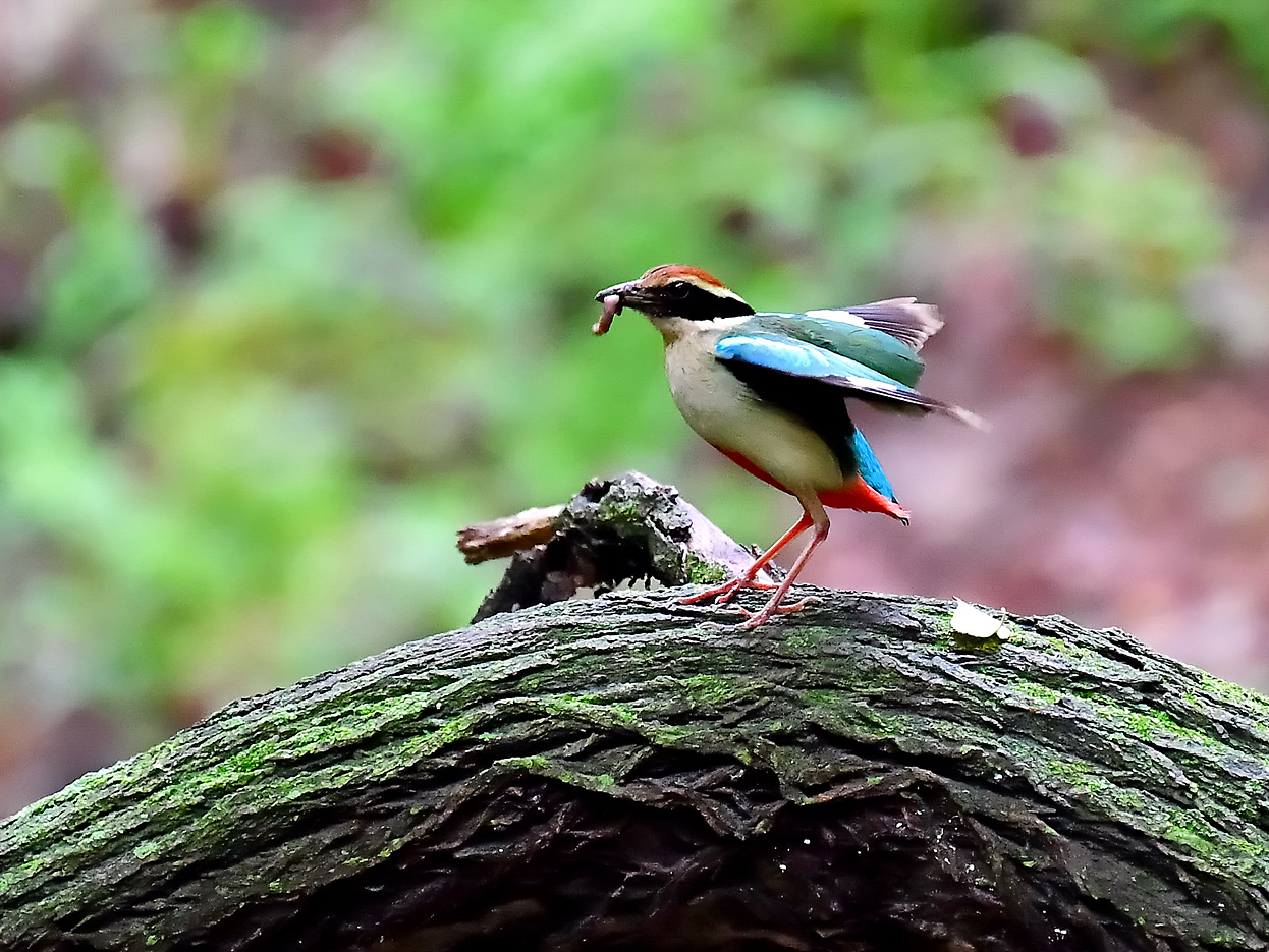 PHOTO BY Hamwuel Baek | NIKON D5 | 2023:07:01 10:27:26 | ISO-6400 | 25/10000 sec | f 5.6 | 500 mm | EV=0 | ● WIDTH:1400 pixels  HEIGHT:935 pixels