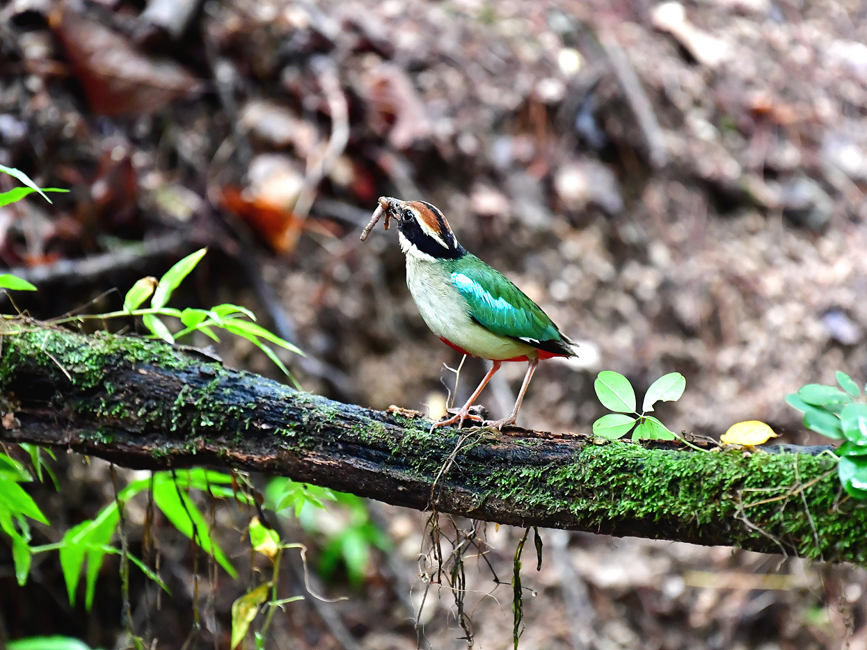 PHOTO BY Hamwuel Baek | NIKON D5 | 2023:07:01 10:28:20 | ISO-6400 | 5/1000 sec | f 5.6 | 500 mm | EV=0 | ● WIDTH:1400 pixels  HEIGHT:935 pixels