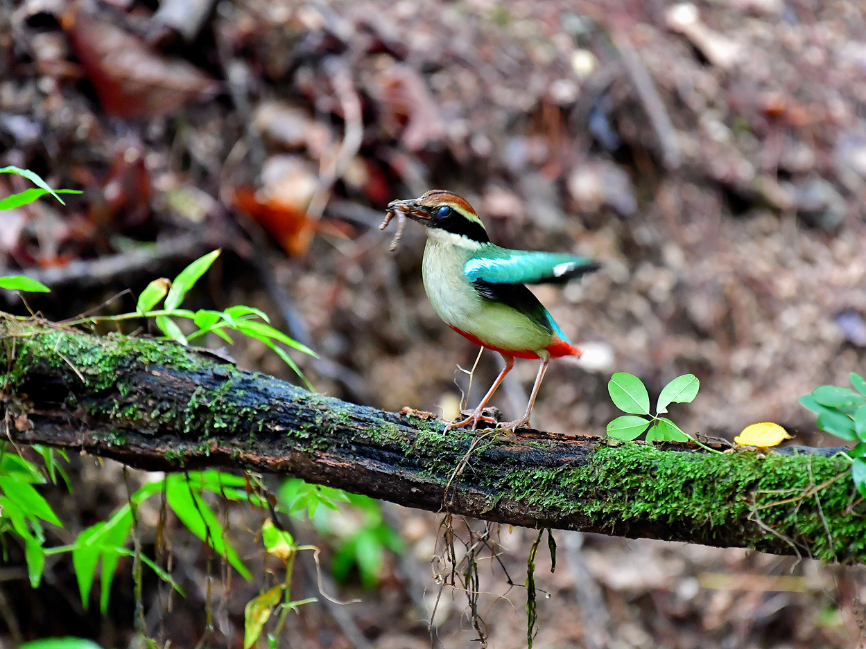 PHOTO BY Hamwuel Baek | NIKON D5 | 2023:07:01 10:28:20 | ISO-6400 | 5/1000 sec | f 5.6 | 500 mm | EV=0 | ● WIDTH:1400 pixels  HEIGHT:937 pixels