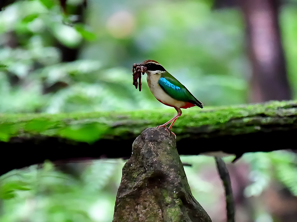 PHOTO BY Hamwuel Baek | NIKON D5 | 2023:07:01 10:32:00 | ISO-6400 | 15625/10000000 sec | f 5.6 | 500 mm | EV=0 | ● WIDTH:1400 pixels  HEIGHT:937 pixels