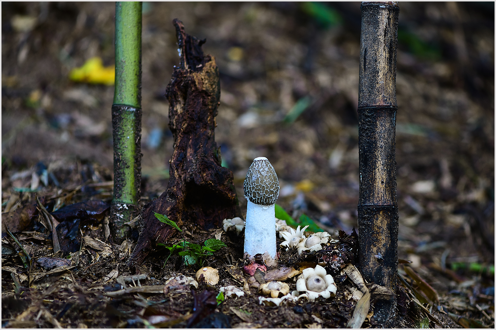 PHOTO BY  | NIKON D850 | 2024:08:08 06:55:11 | ISO-200 | 1/5 sec | f 4 | 105 mm | EV=-0.7 | ● WIDTH:1700 pixels  HEIGHT:1133 pixels