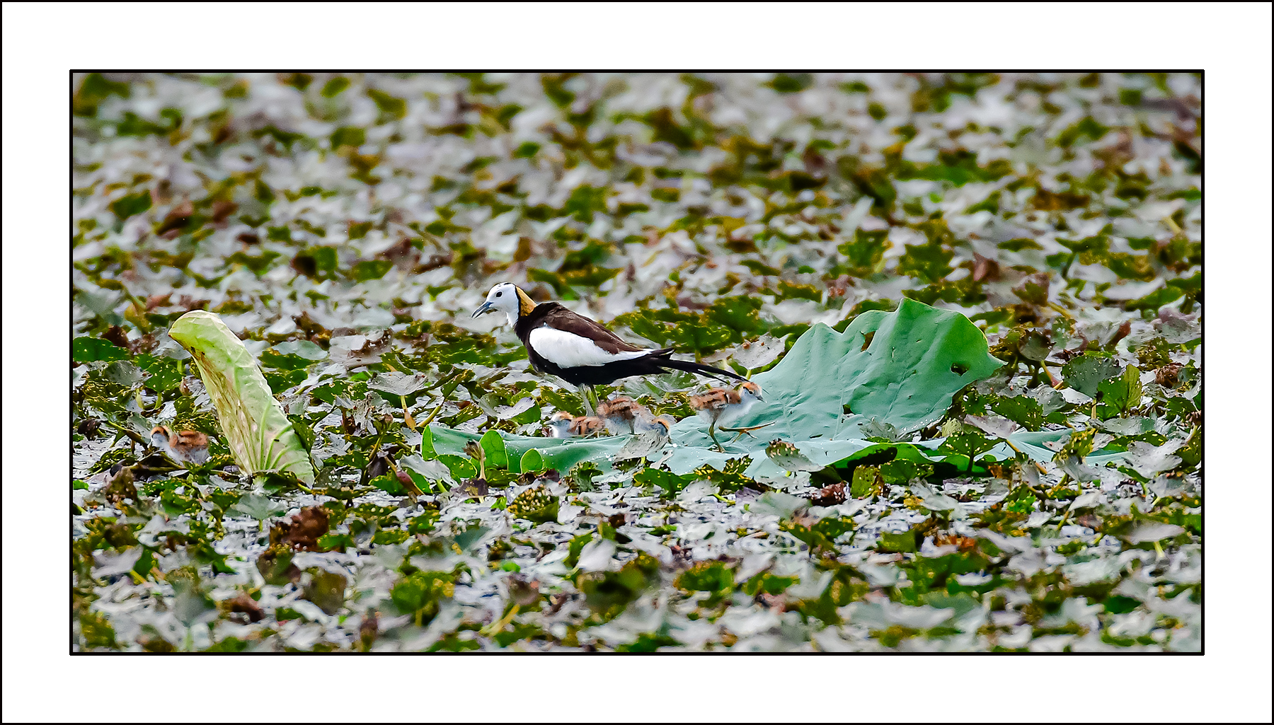   | PHOTO BY :  No Data |