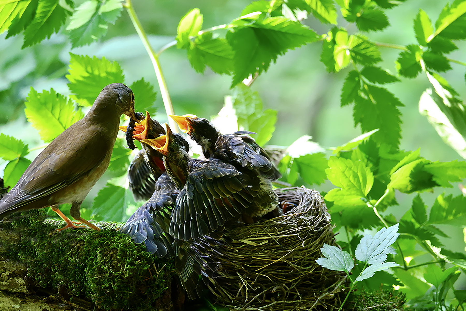 PHOTO BY ChoiJunqSeop | Canon EOS-1D X Mark II | 2024:08:05 09:42:37 | ISO-800 | 1/1600 sec | f 6.3 | 220 mm | EV=0 | ● WIDTH:1800 pixels  HEIGHT:1200 pixels