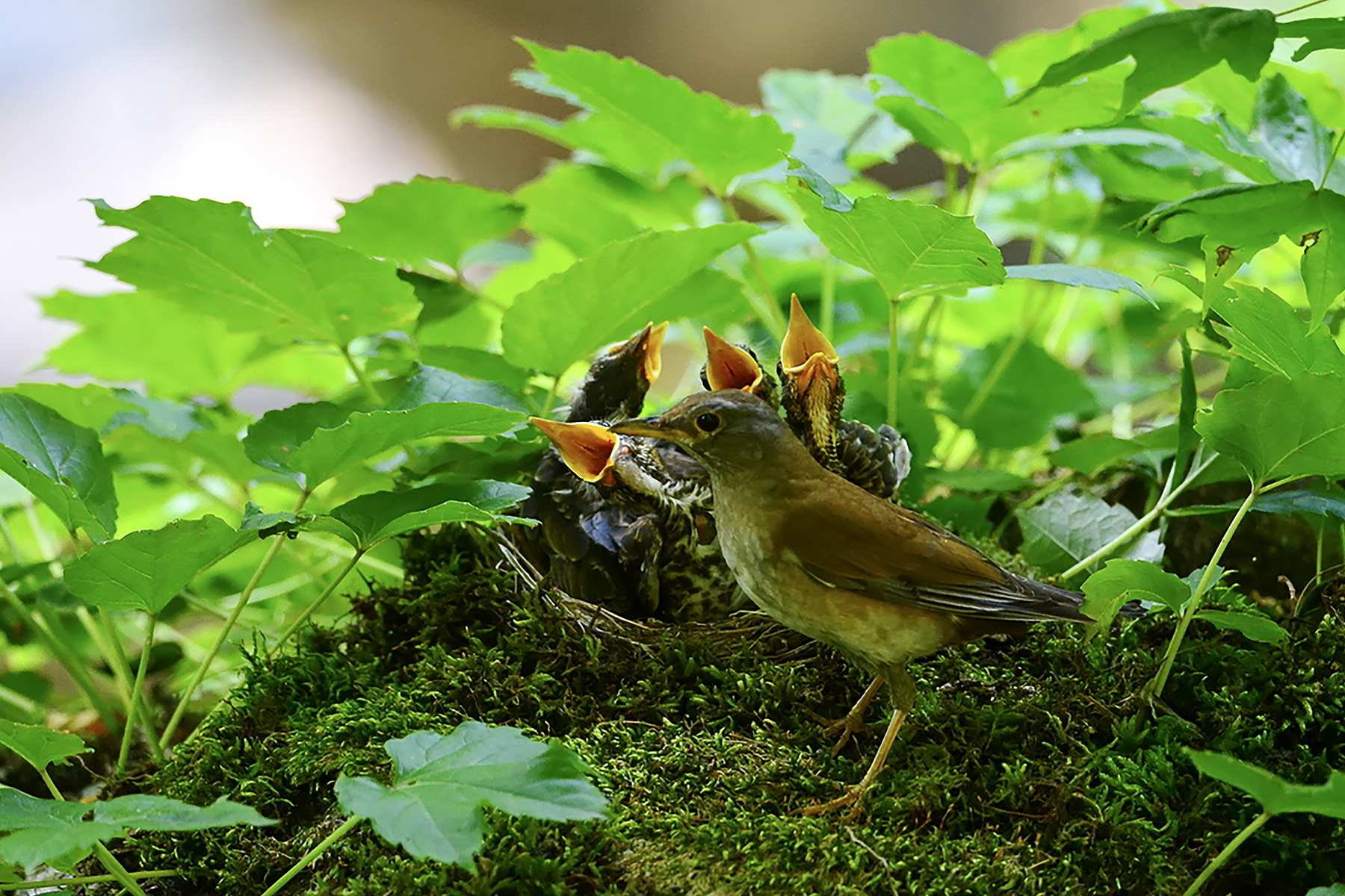 PHOTO BY ChoiJunqSeop | Canon EOS-1D X Mark II | 2024:08:05 09:42:37 | ISO-800 | 1/1600 sec | f 6.3 | 220 mm | EV=0 | ● WIDTH:1800 pixels  HEIGHT:1200 pixels