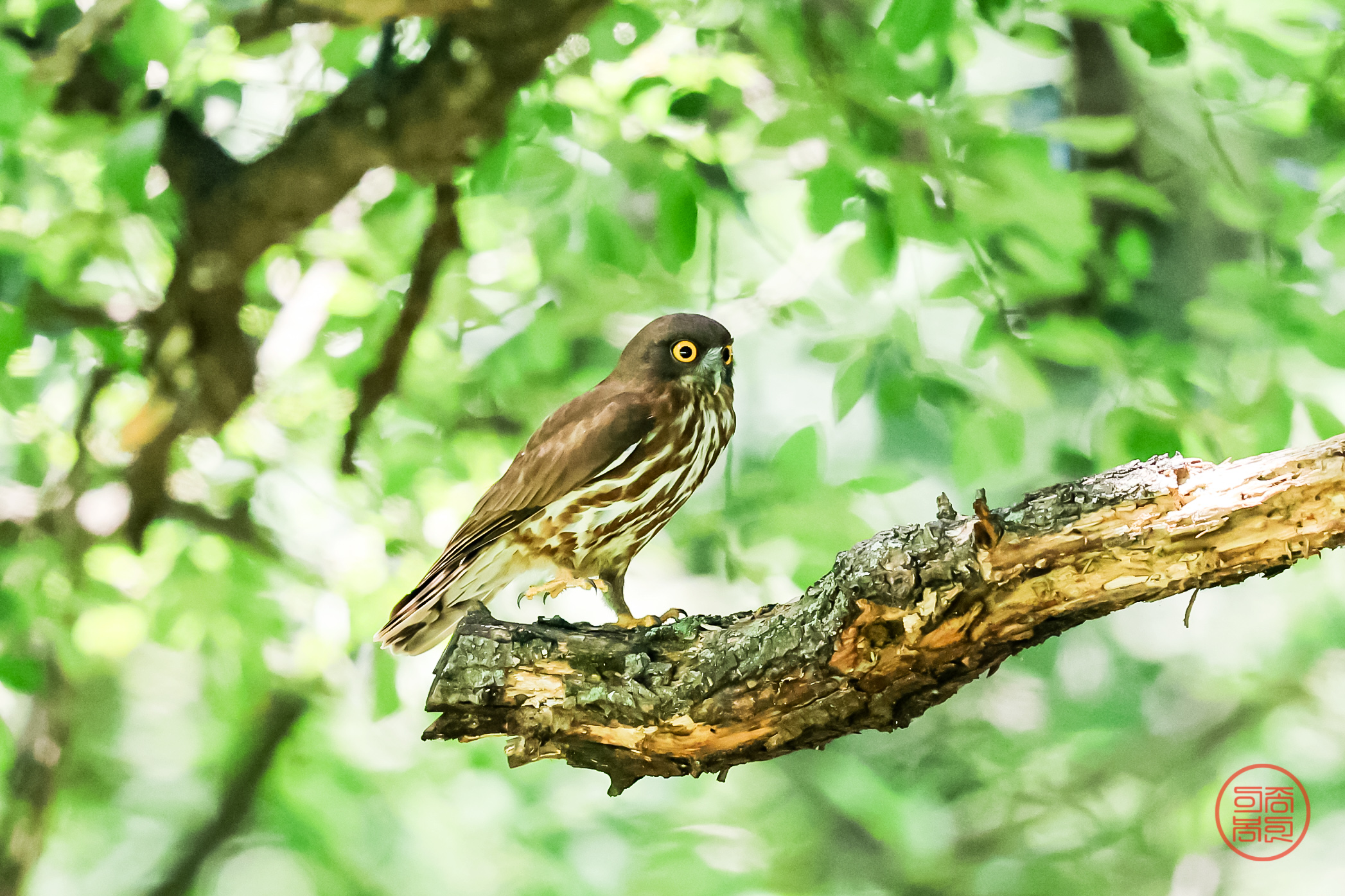 PHOTO BY  | Canon EOS R3 | 2024:07:21 13:19:57 | ISO-4000 | 1/3200 sec | f 4 | 600 mm | EV=-1 | ● WIDTH:2094 pixels  HEIGHT:1395 pixels