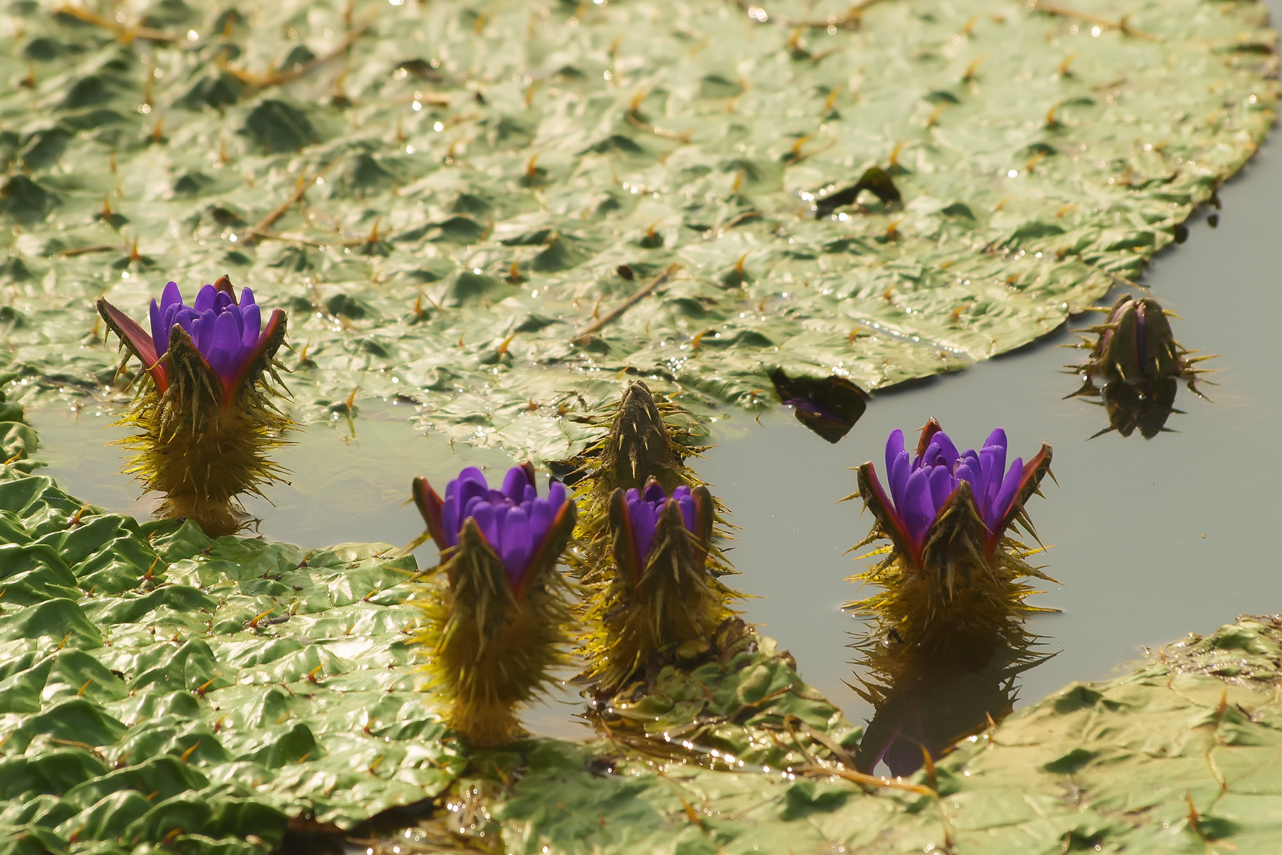 PHOTO BY ChoiJunqSeop | Canon EOS-1D X Mark II | 2024:08:05 09:42:40 | ISO-800 | 1/8000 sec | f 6.3 | 220 mm | EV=0 | ● WIDTH:1800 pixels  HEIGHT:1200 pixels