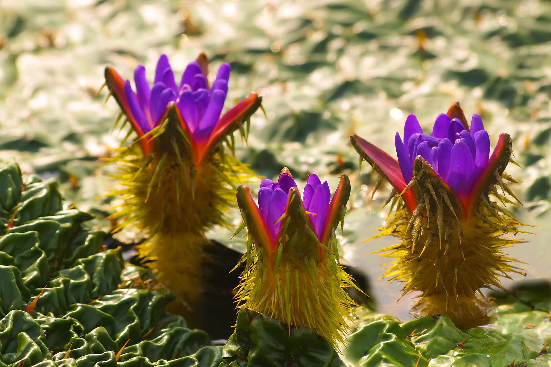 PHOTO BY ChoiJunqSeop | Canon EOS-1D X Mark II | 2024:08:05 09:42:40 | ISO-800 | 1/8000 sec | f 6.3 | 220 mm | EV=0 | ● WIDTH:1800 pixels  HEIGHT:1200 pixels