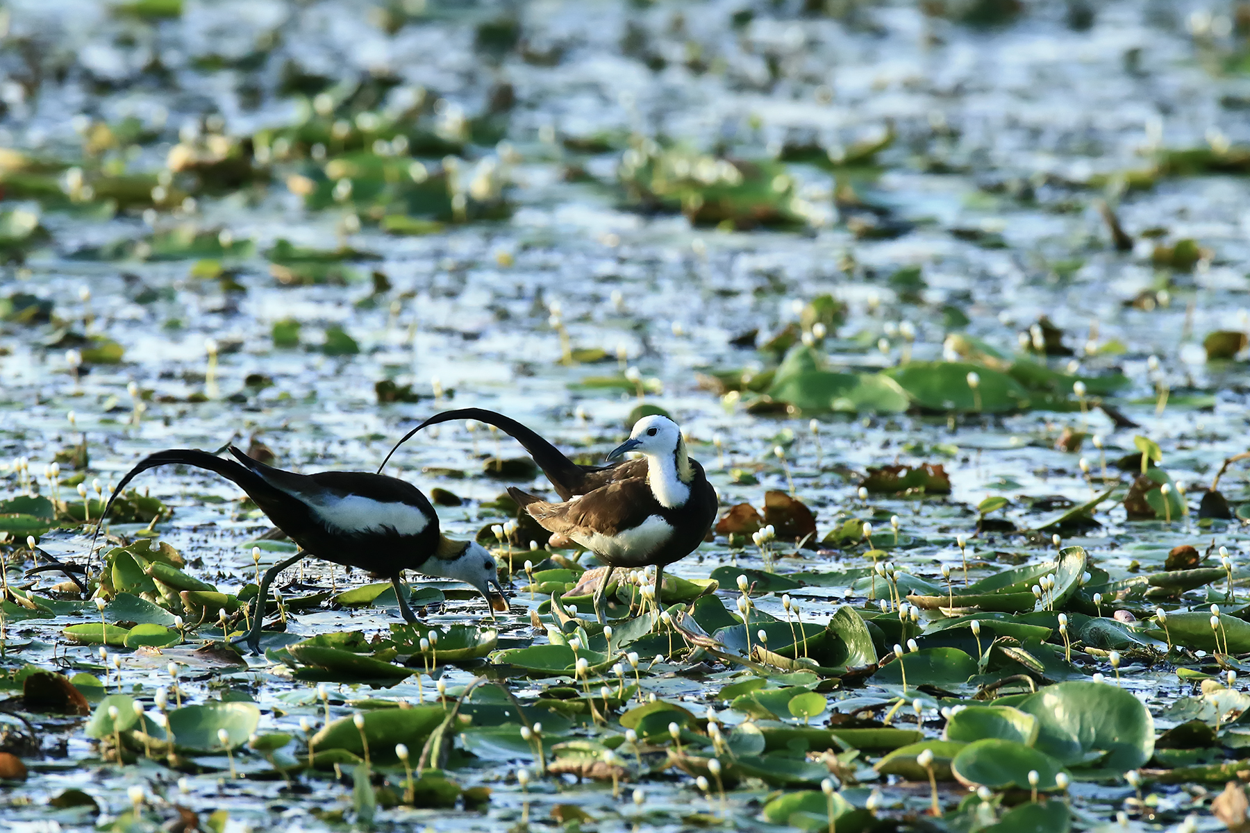 PHOTO BY ChoiJunqSeop | Canon EOS-1D X Mark II | 2024:08:05 09:42:39 | ISO-800 | 1/8000 sec | f 6.3 | 220 mm | EV=0 | ● WIDTH:1800 pixels  HEIGHT:1200 pixels