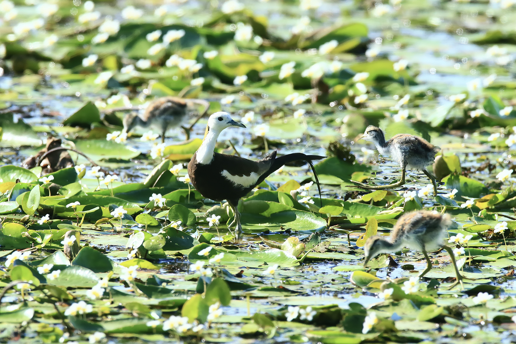 PHOTO BY ChoiJunqSeop | Canon EOS-1D X Mark II | 2024:08:05 09:42:39 | ISO-800 | 1/8000 sec | f 6.3 | 220 mm | EV=0 | ● WIDTH:1800 pixels  HEIGHT:1200 pixels