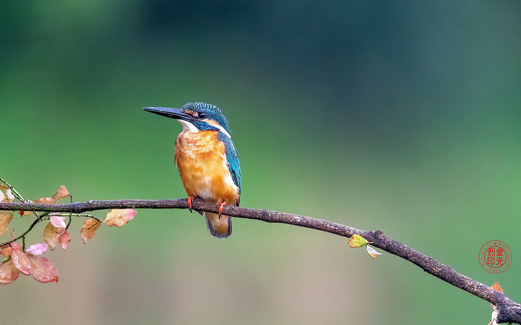 PHOTO BY KKY_CWANG_YEOL | NIKON Z 8 | 2024:08:08 07:19:07 | ISO-5000 | 1/3200 sec | f 6.3 | 600 mm | EV=0 | ● WIDTH:1700 pixels  HEIGHT:1062 pixels