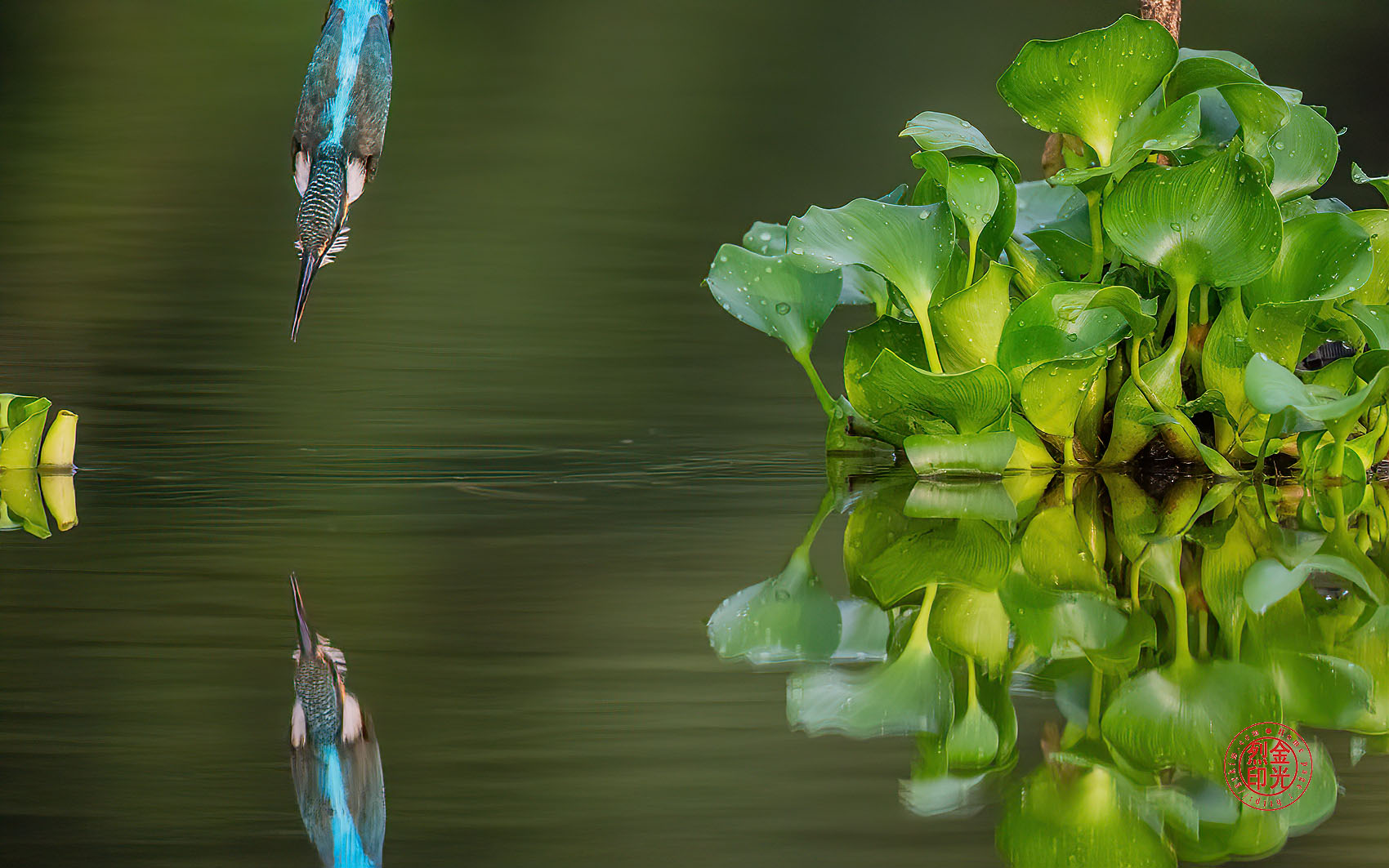 PHOTO BY KKY_CWANG_YEOL | NIKON Z 8 | 2024:08:08 07:21:09 | ISO-5000 | 1/8000 sec | f 6.3 | 600 mm | EV=0 | ● WIDTH:1700 pixels  HEIGHT:1063 pixels