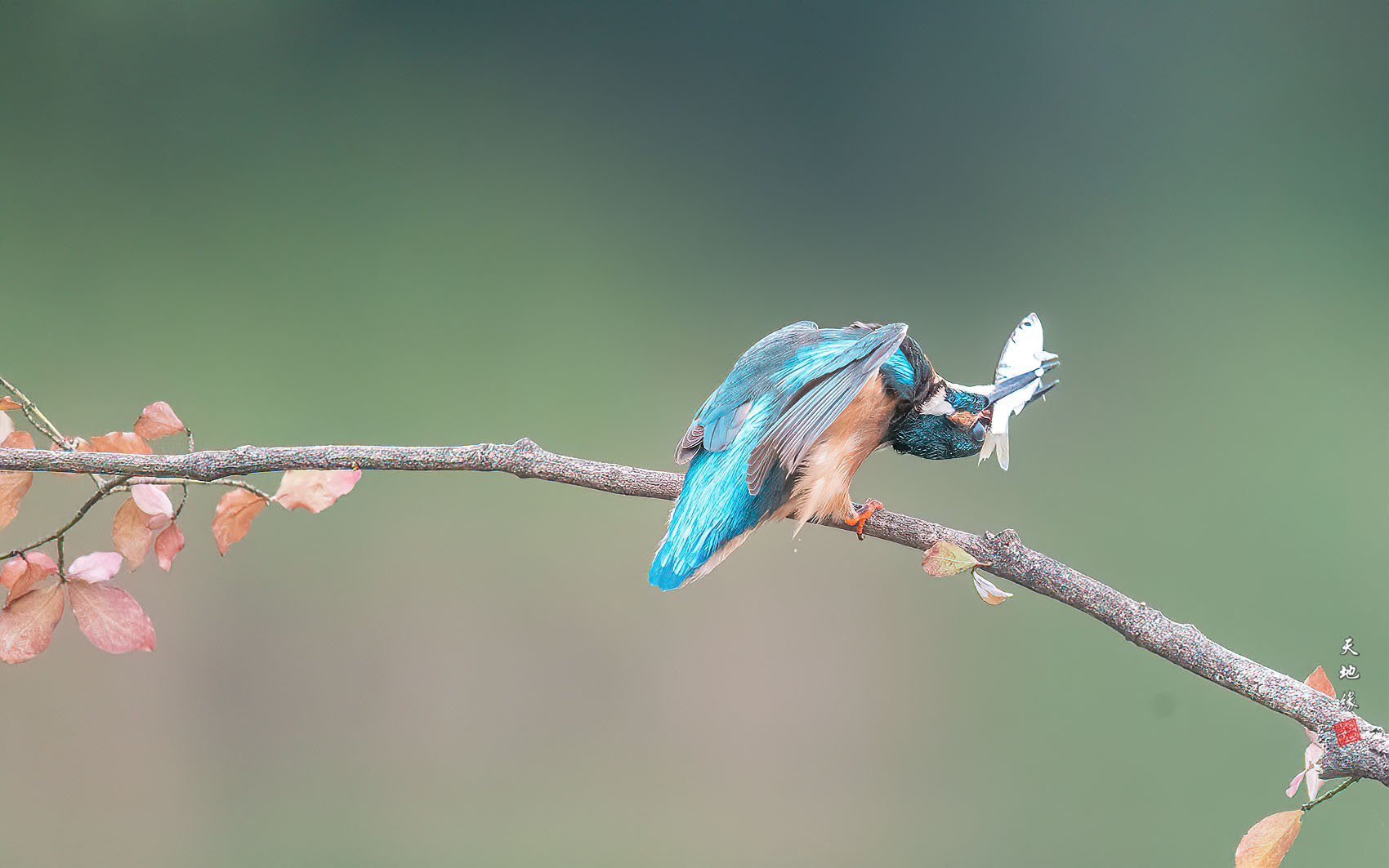PHOTO BY KKY_CWANG_YEOL | NIKON Z 8 | 2024:08:08 10:29:25 | ISO-5000 | 1/4000 sec | f 6.3 | 600 mm | EV=0.3 | ● WIDTH:1700 pixels  HEIGHT:1063 pixels