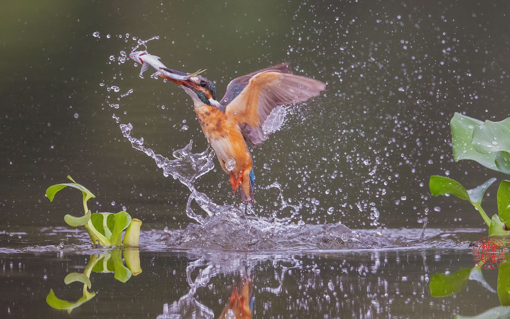 PHOTO BY KKY_CWANG_YEOL | NIKON Z 8 | 2024:08:08 08:33:22 | ISO-5000 | 1/2500 sec | f 6.3 | 600 mm | EV=0.3 | ● WIDTH:1700 pixels  HEIGHT:1063 pixels