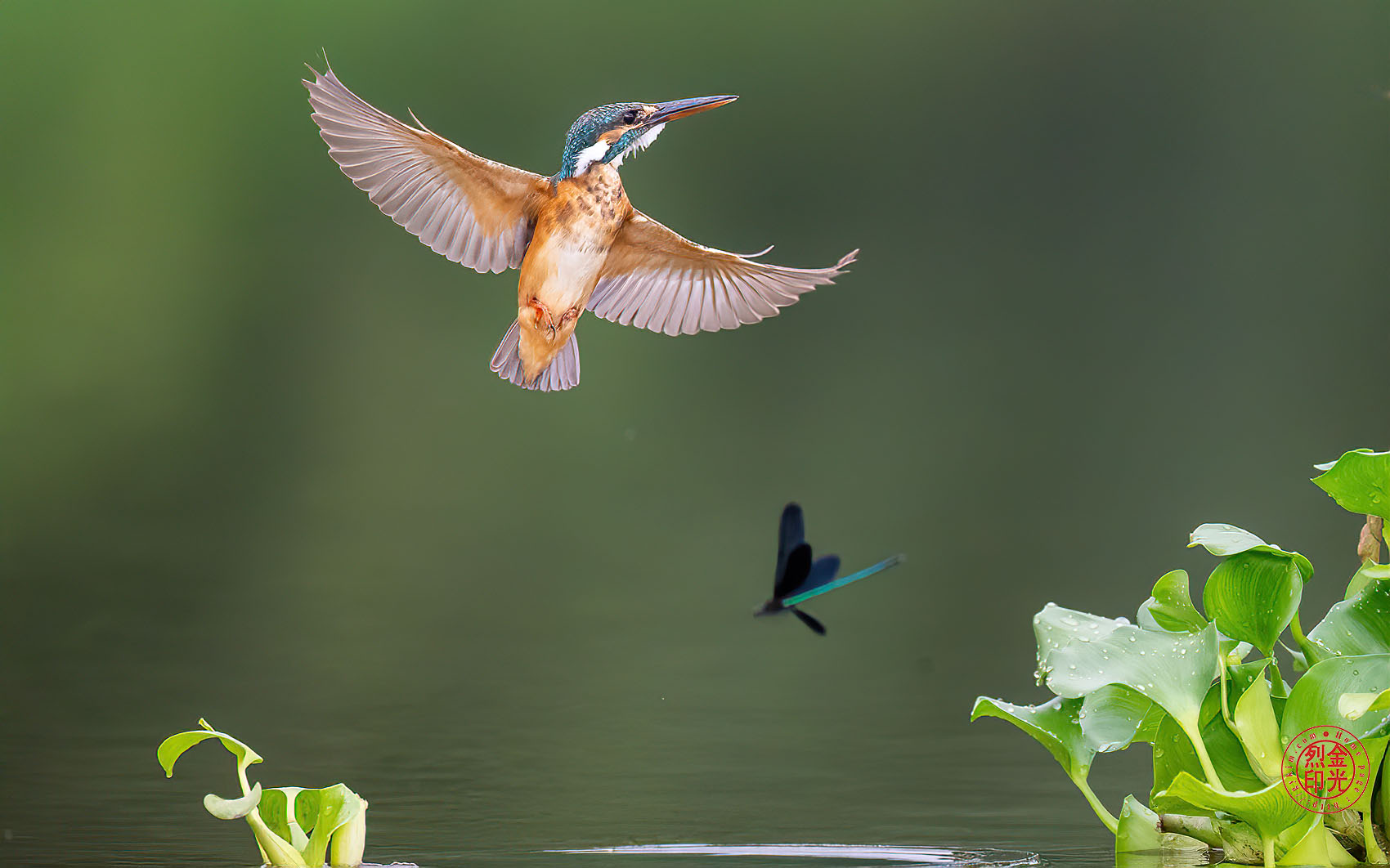 PHOTO BY KKY_CWANG_YEOL | NIKON Z 8 | 2024:08:08 09:50:13 | ISO-5000 | 1/3200 sec | f 6.3 | 600 mm | EV=0.3 | ● WIDTH:1700 pixels  HEIGHT:1062 pixels