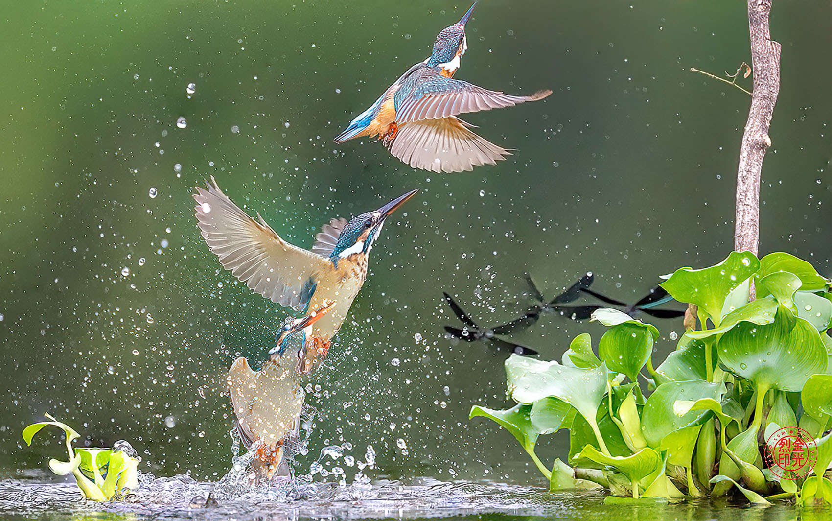 PHOTO BY KKY_CWANG_YEOL | NIKON Z 8 | 2024:08:08 09:50:34 | ISO-5000 | 1/3200 sec | f 6.3 | 600 mm | EV=0.3 | ● WIDTH:1700 pixels  HEIGHT:1064 pixels