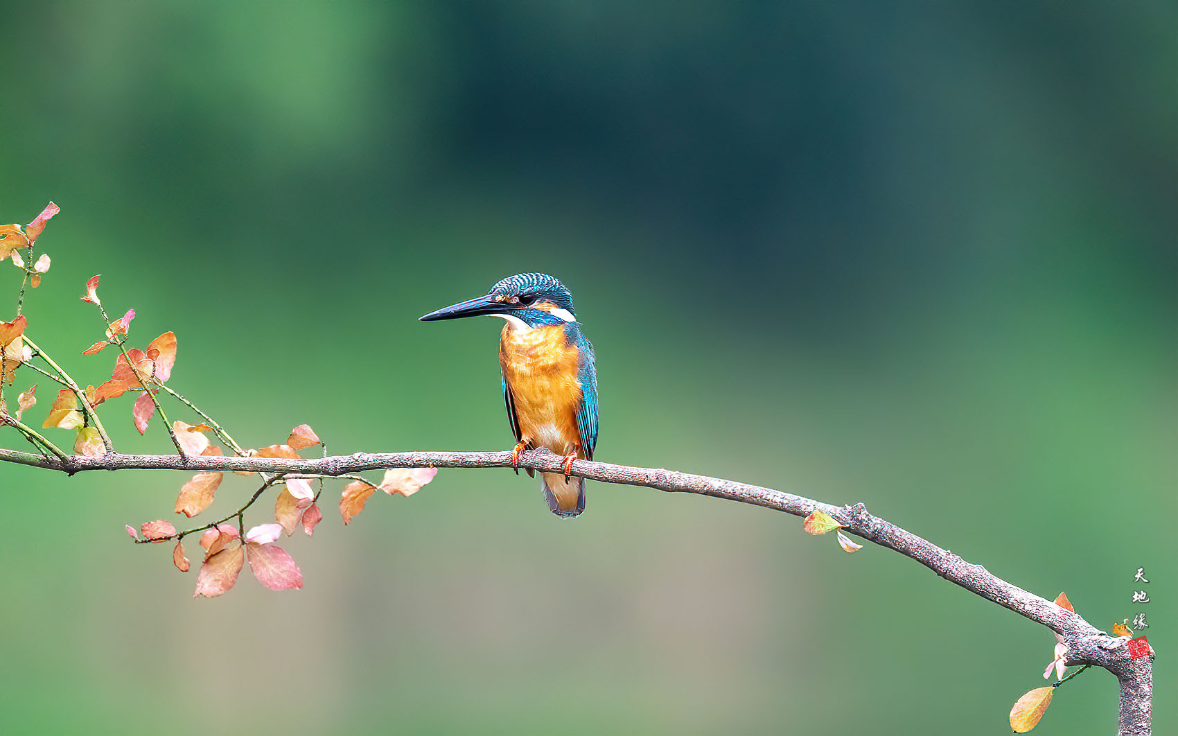 PHOTO BY KKY_CWANG_YEOL | NIKON Z 8 | 2024:08:08 10:27:45 | ISO-5000 | 1/4000 sec | f 6.3 | 600 mm | EV=0.3 | ● WIDTH:1700 pixels  HEIGHT:1062 pixels