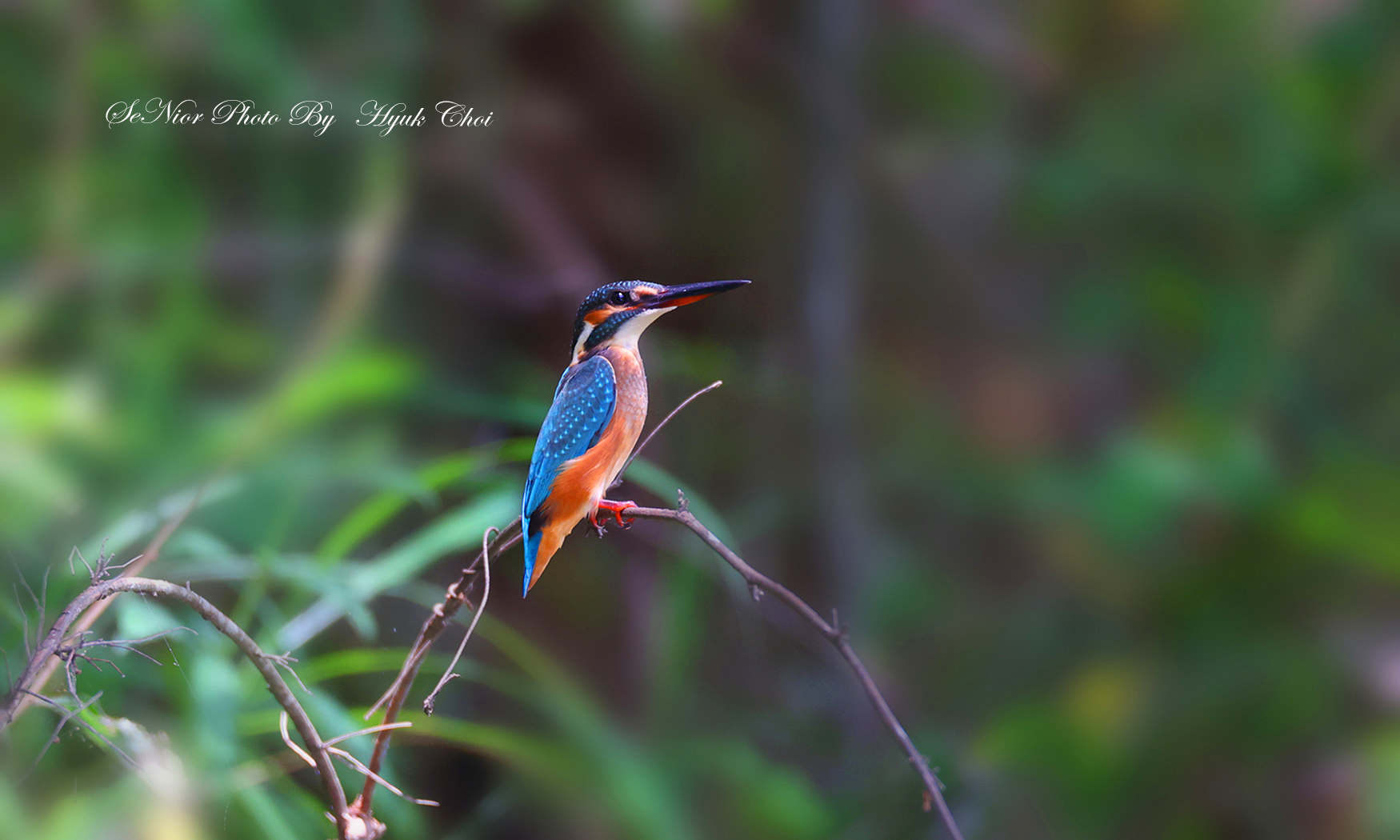 PHOTO BY  | Canon EOS R6 | 2024:07:23 10:57:09 | ISO-2000 | 1/500 sec | f 6.3 | 600 mm | EV=0 | ● WIDTH:1750 pixels  HEIGHT:1050 pixels