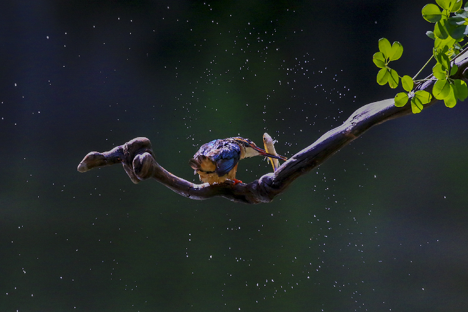 PHOTO BY  | CanonCanon |  | ISO- |  |  |  | EV=0 | ● WIDTH:  HEIGHT: