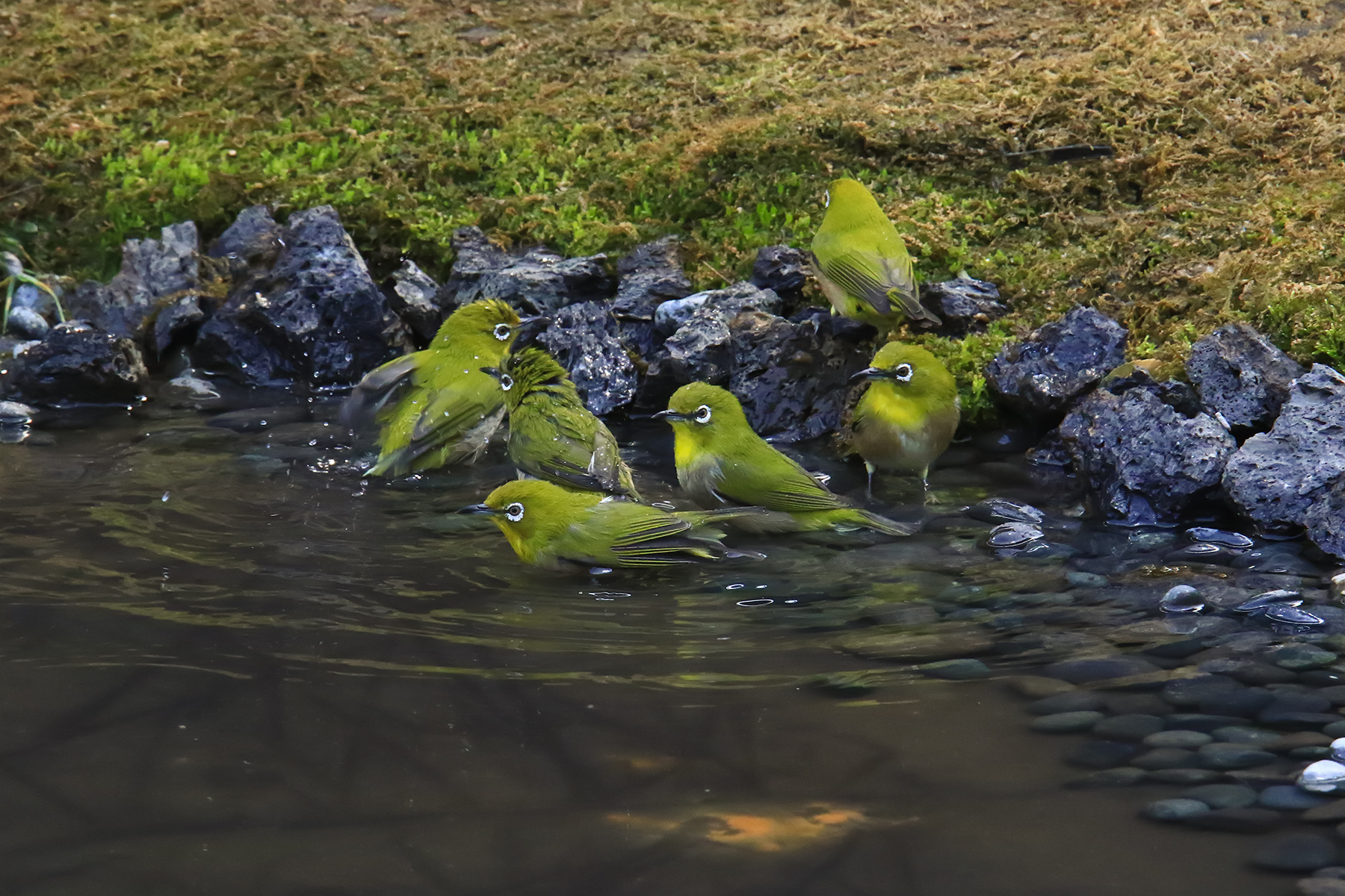 PHOTO BY ChoiJunqSeop | Canon EOS-1D X Mark II | 2024:08:05 09:42:40 | ISO-800 | 1/8000 sec | f 6.3 | 220 mm | EV=0 | ● WIDTH:1800 pixels  HEIGHT:1200 pixels